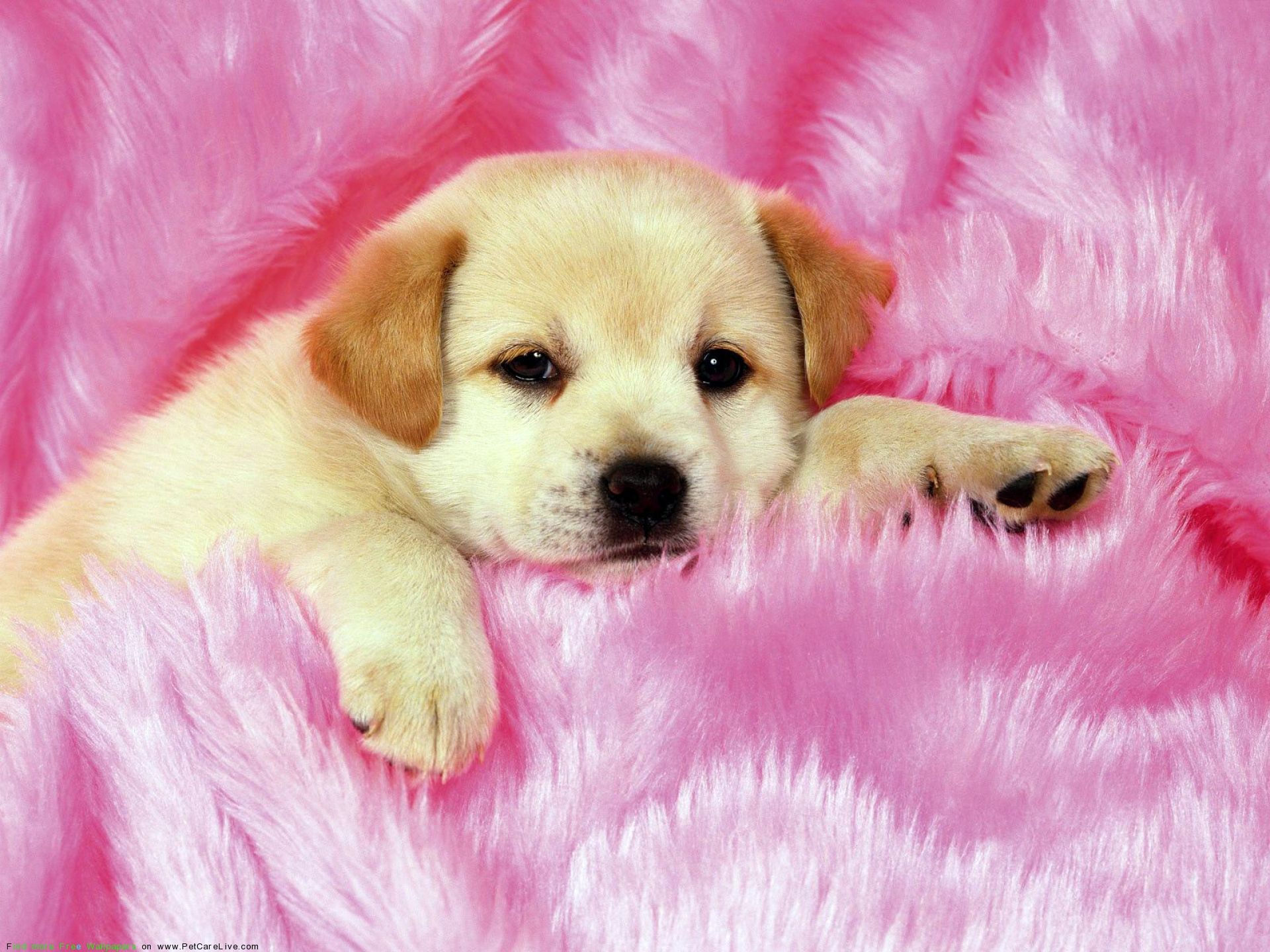 Cute Little Puppys Puppy Pictures Widescreen con pequeña alta calidad