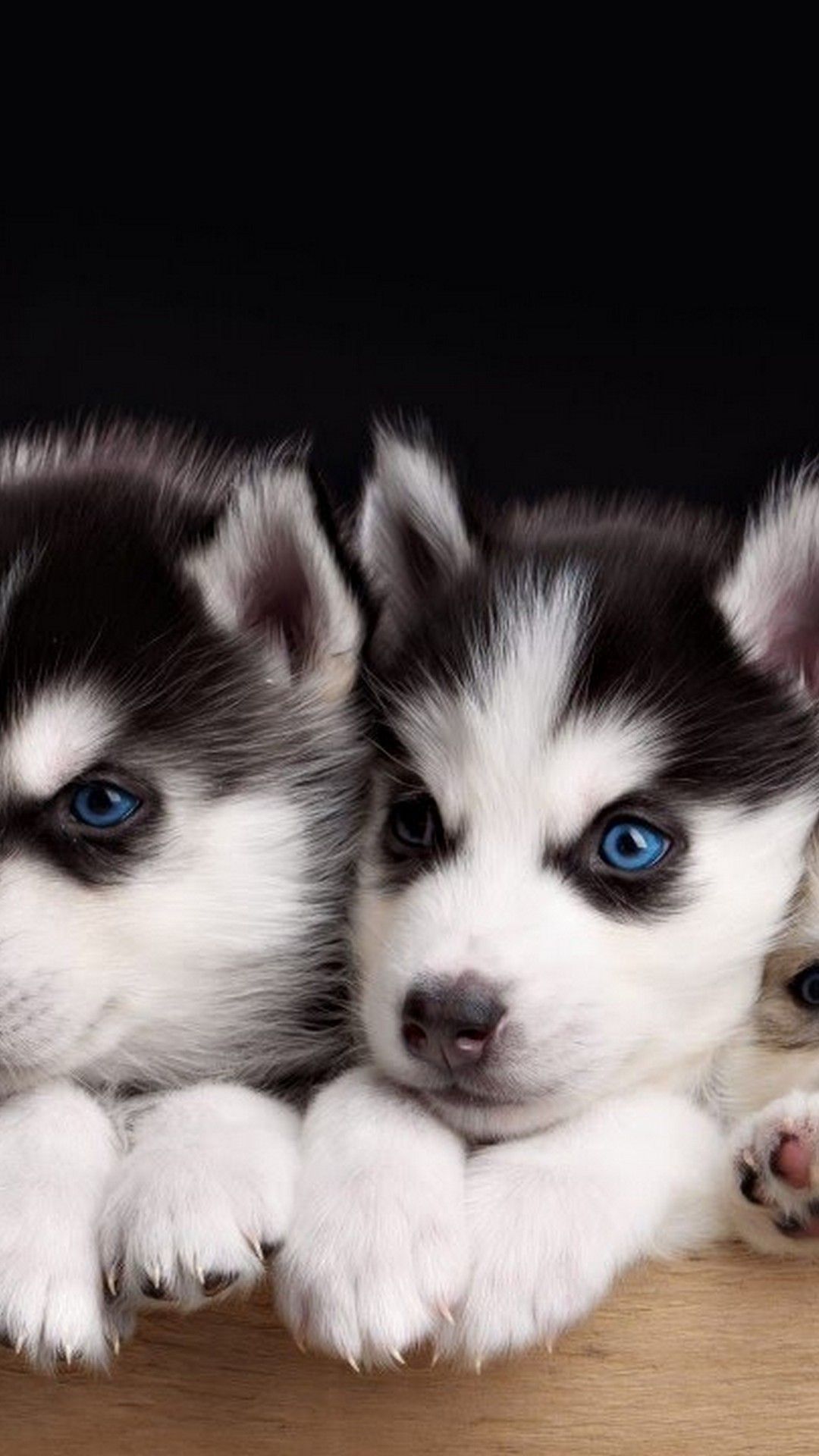 Fondo iPhone de Cute Puppies | 2019 3D iPhone Fondos de pantalla