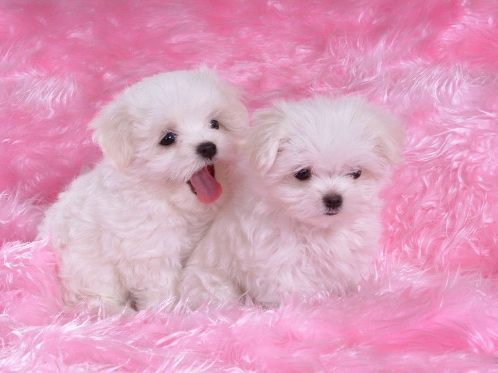 74+] Cute Dogs Wallpapers