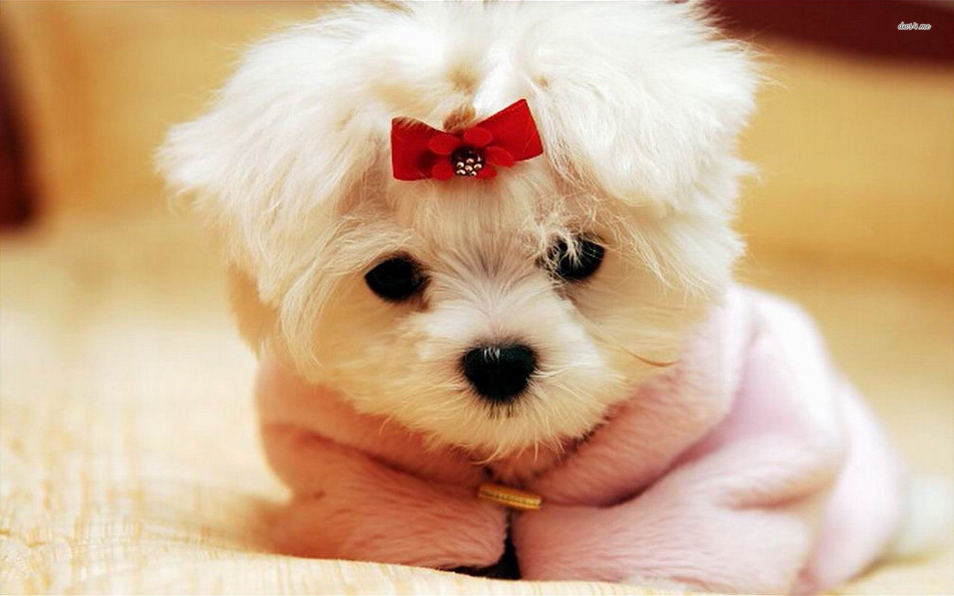 Cute Puppies 4 390189 Fondos de pantalla de alta definición | wallalay