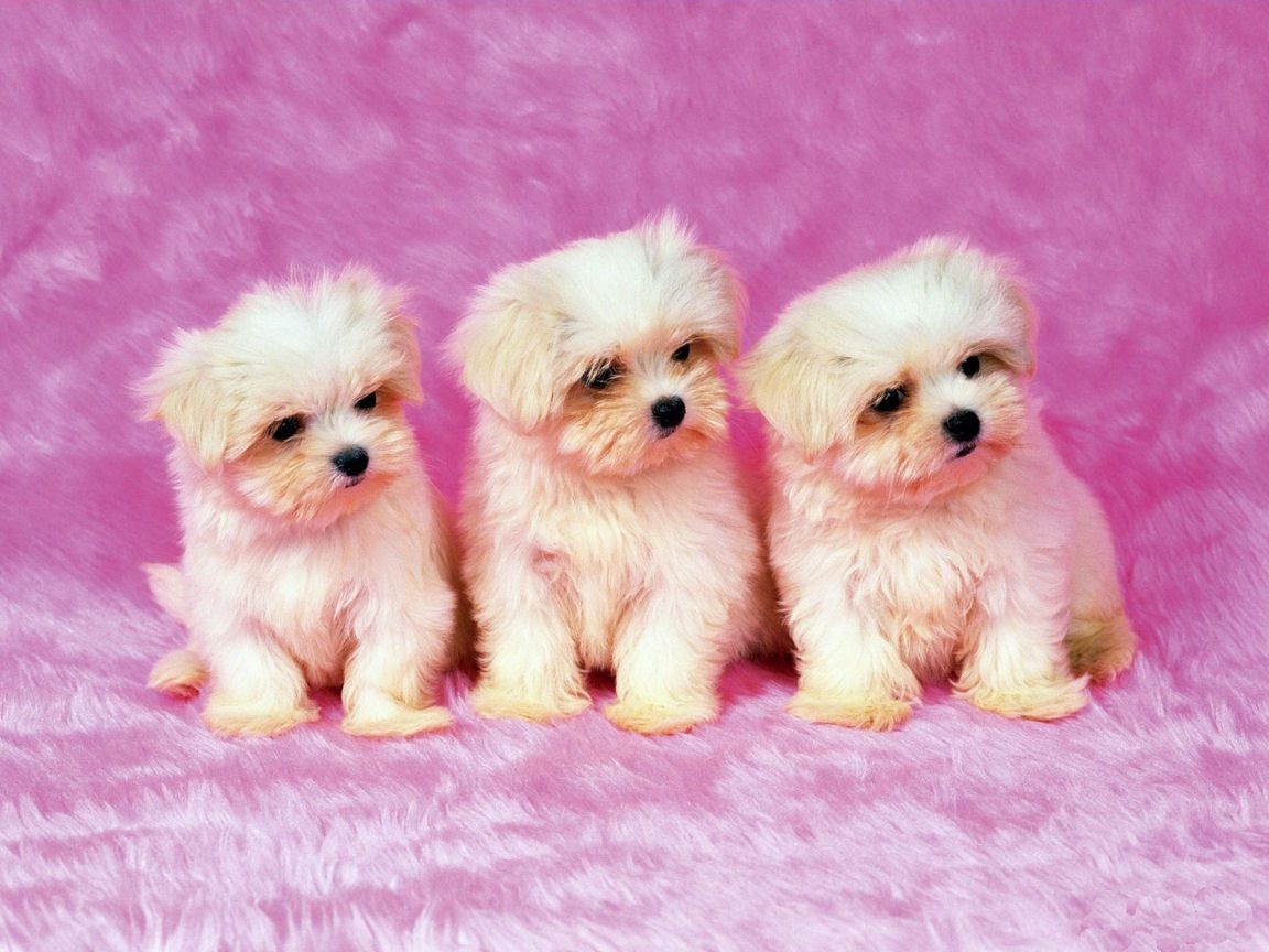 Cute Puppy Wallpapers - Los mejores fondos de Cute Puppy gratis
