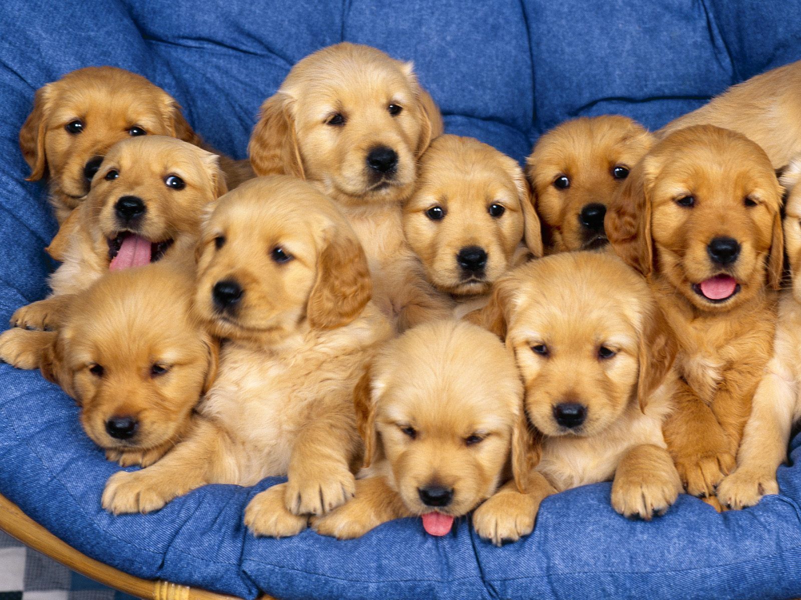 Fondos de cachorros - Pets Cute and Docile
