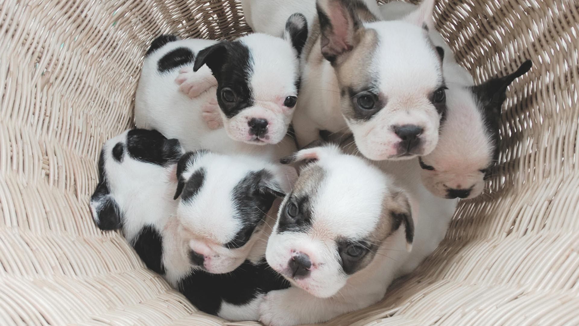 Papel tapiz para perros de alta calidad para amantes de los perros - Cute Puppies Now