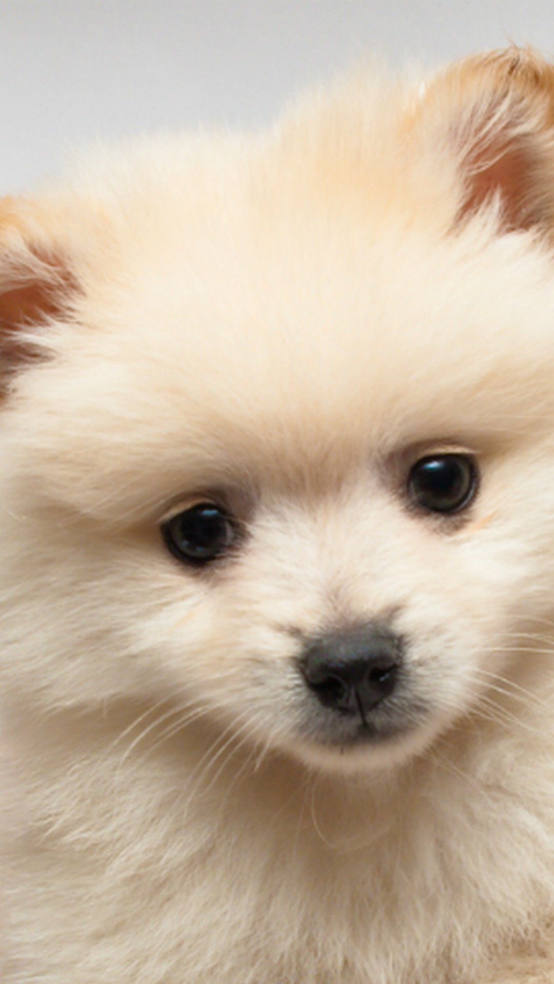 Fondo de pantalla para iPhone Cute Puppies Pictures Dog Wallpapers - White Teacup
