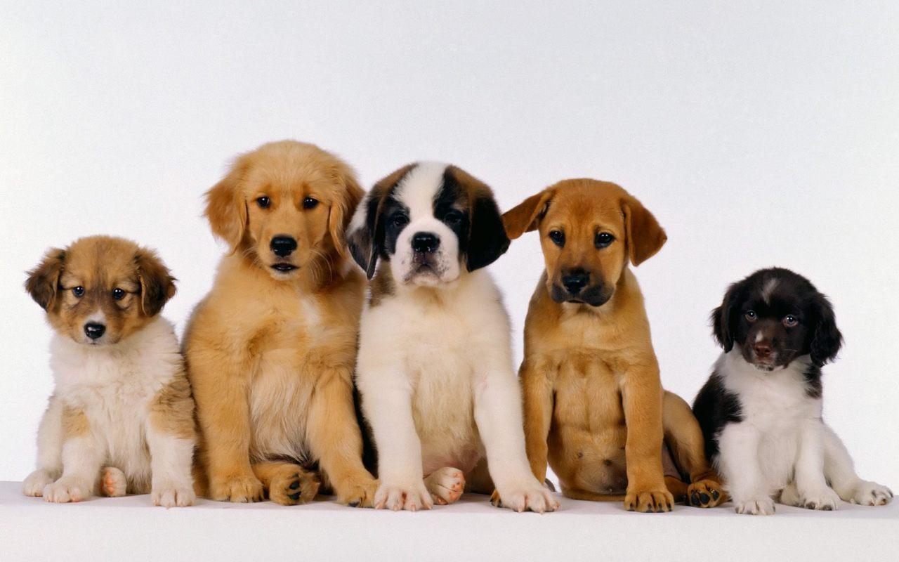 Cute Puppy Puppy fondos sf fondo de pantalla - Fondos de pantalla HD gratis
