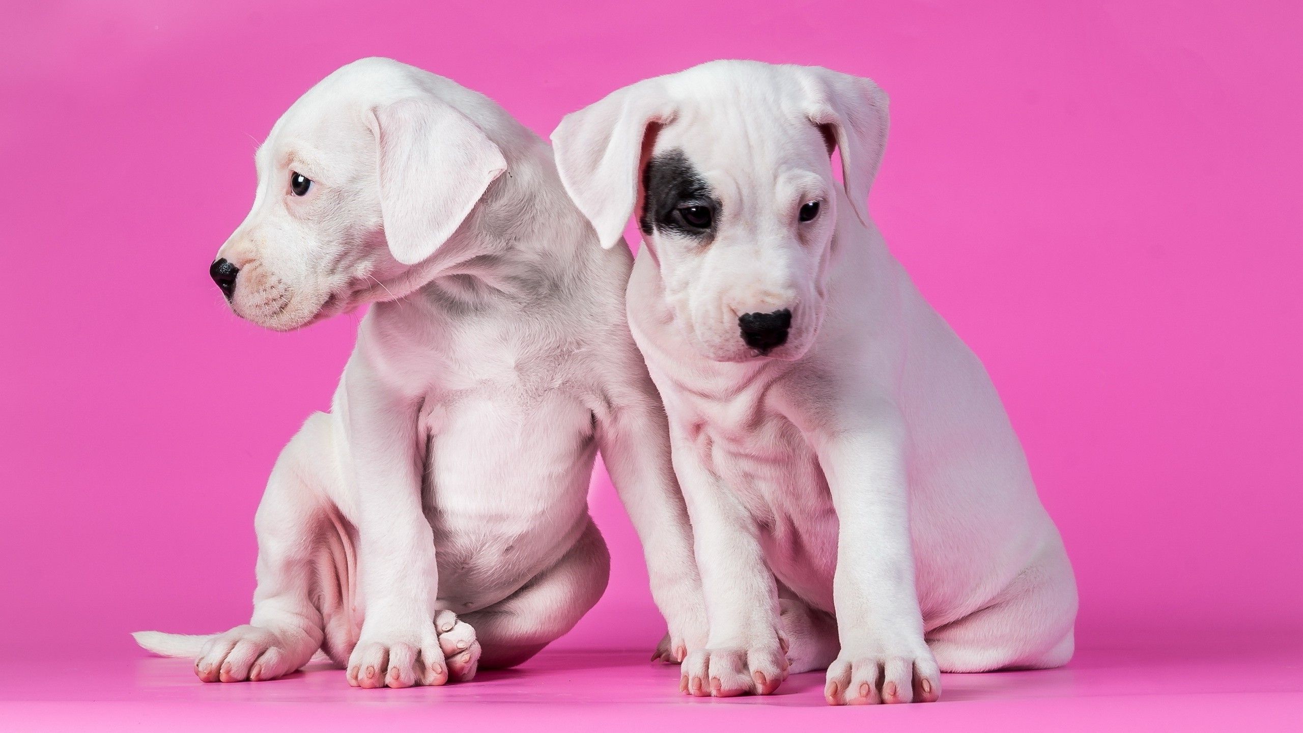 2816035 animales perro rosa fondo cachorros fondo de pantalla y fondo