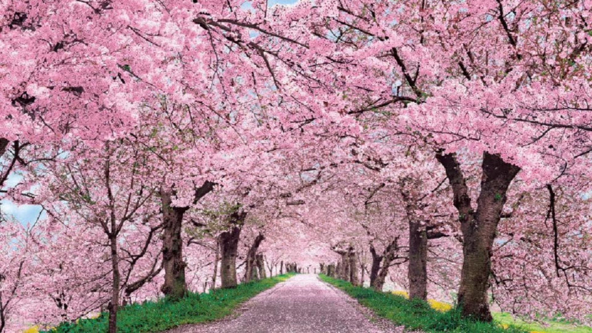Japan Cherry Blossom Wallpapers - Top gratis Japón Cherry Blossom