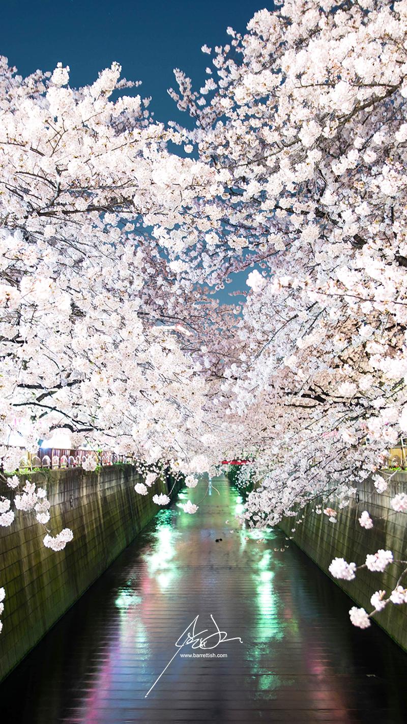 Fondo de pantalla del cerezo japones 800x1422