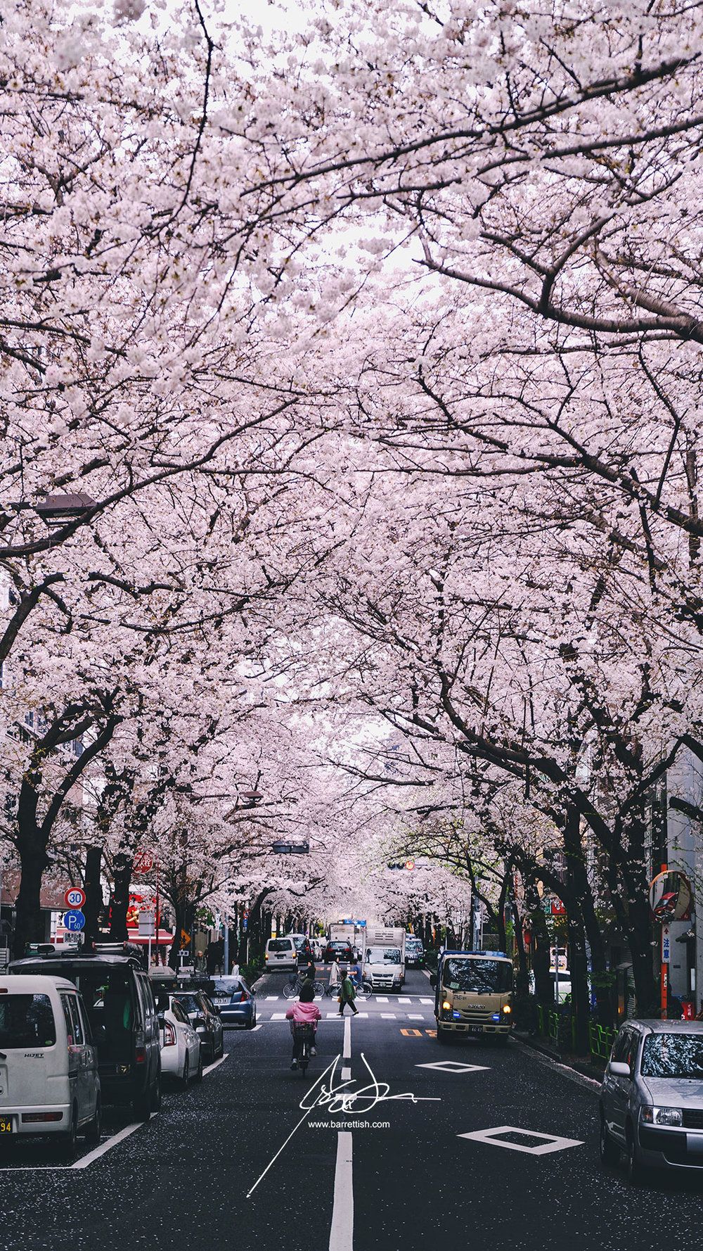 Japón Cherry Blossom Wallpapers - Barrett