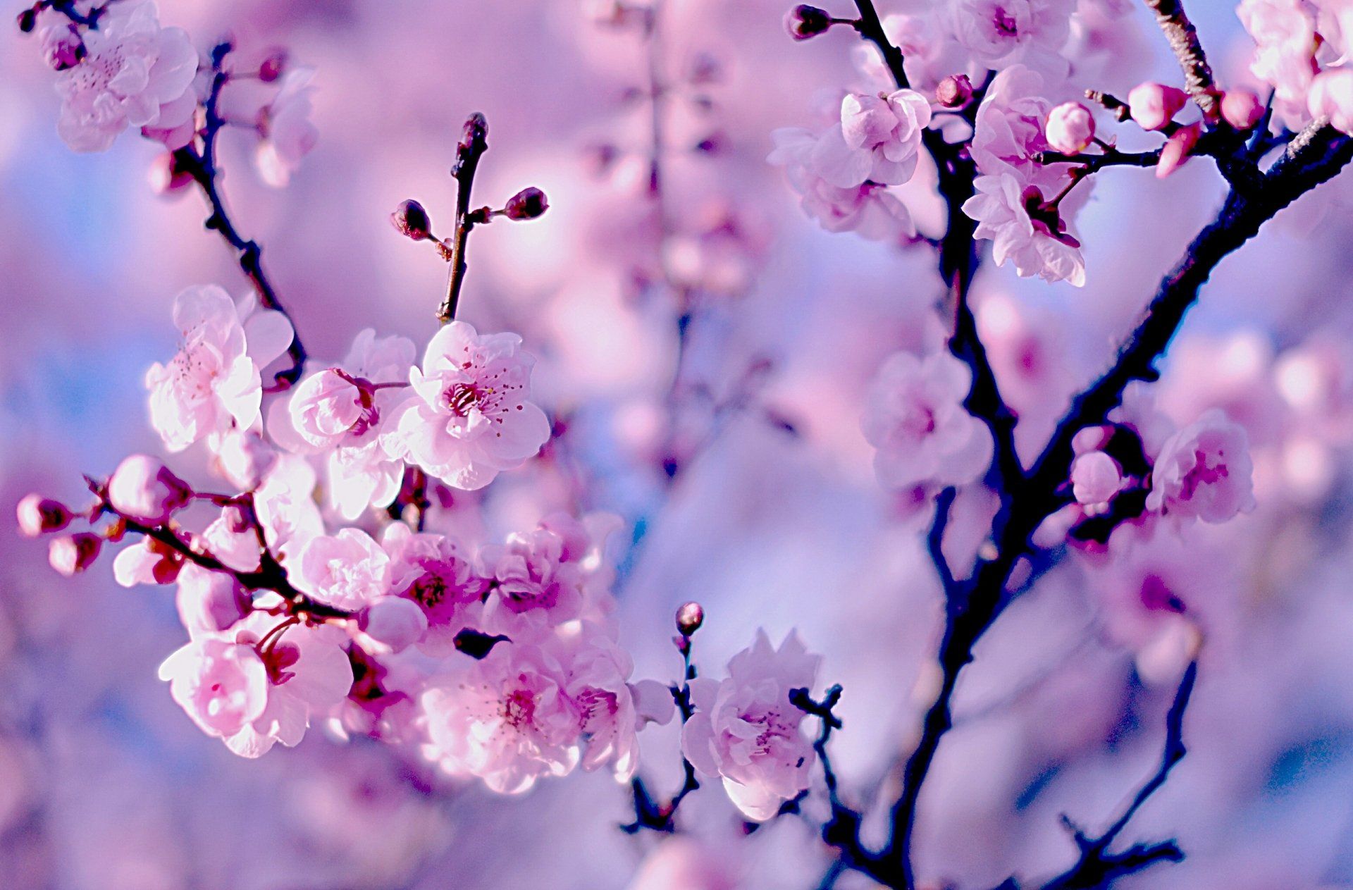 30 fondos de pantalla de flor de cerezo hd para escritorio - designemerald
