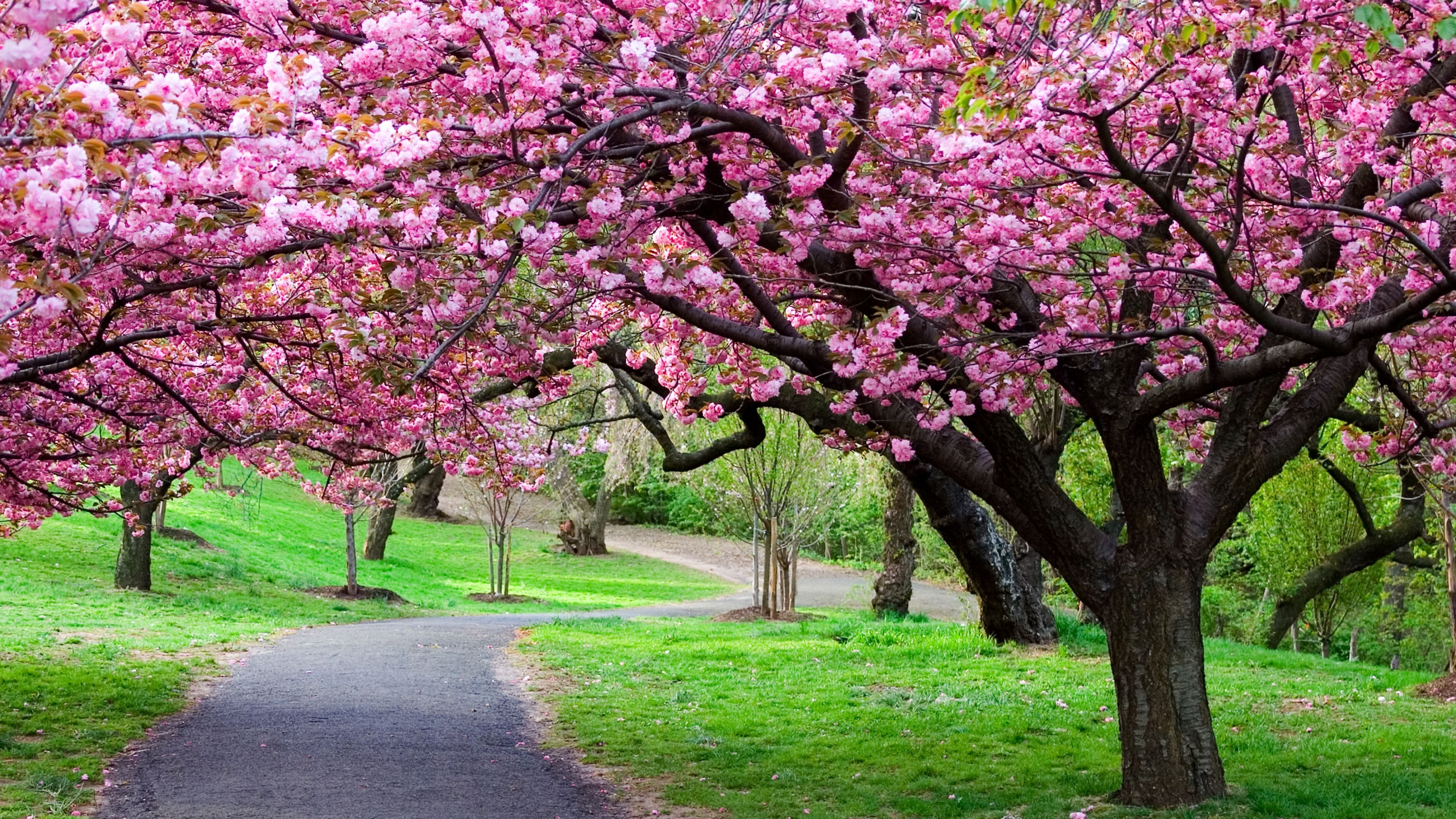 305 Cherry Blossom Fondos de pantalla HD | Imágenes de fondo