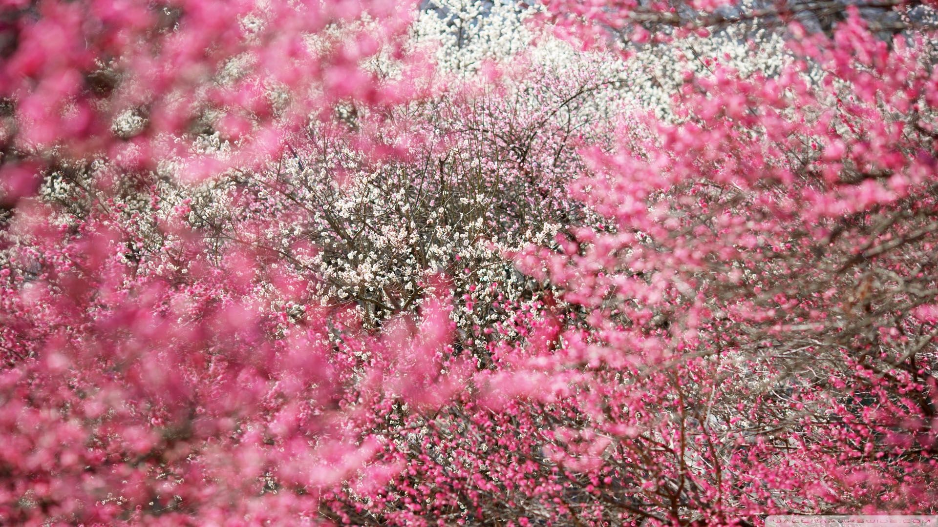 37+] Fondo de pantalla de flor de cerezo japonés 1920x1080