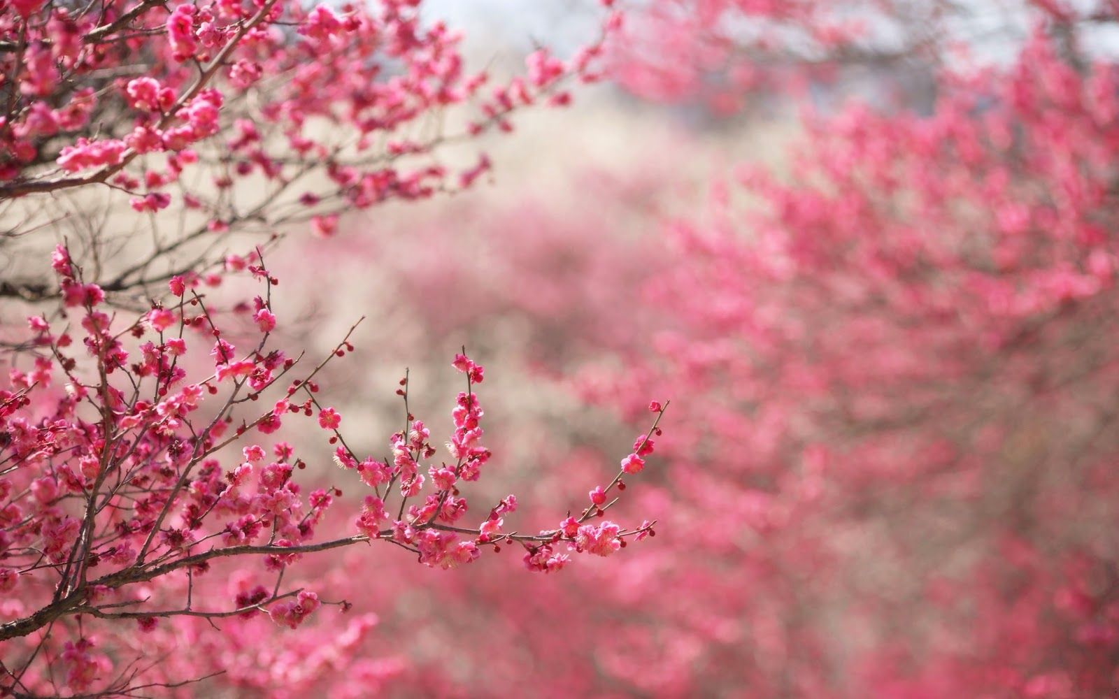 Fondo de pantalla de flores de cerezo japonés | Beautiful Flowers Wallpaper