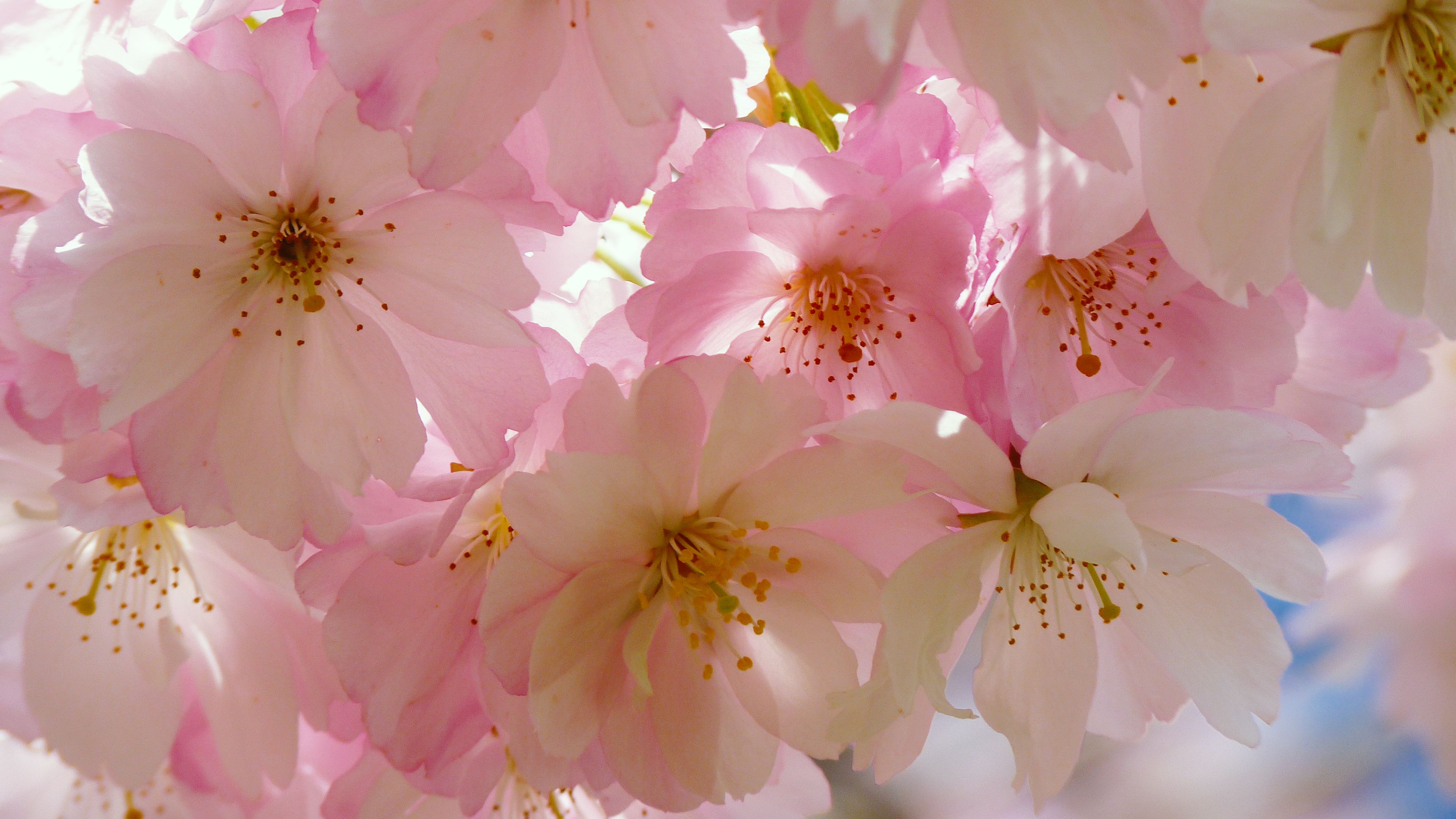 Fondo de pantalla de Chromebook japonés Cherry Blossom