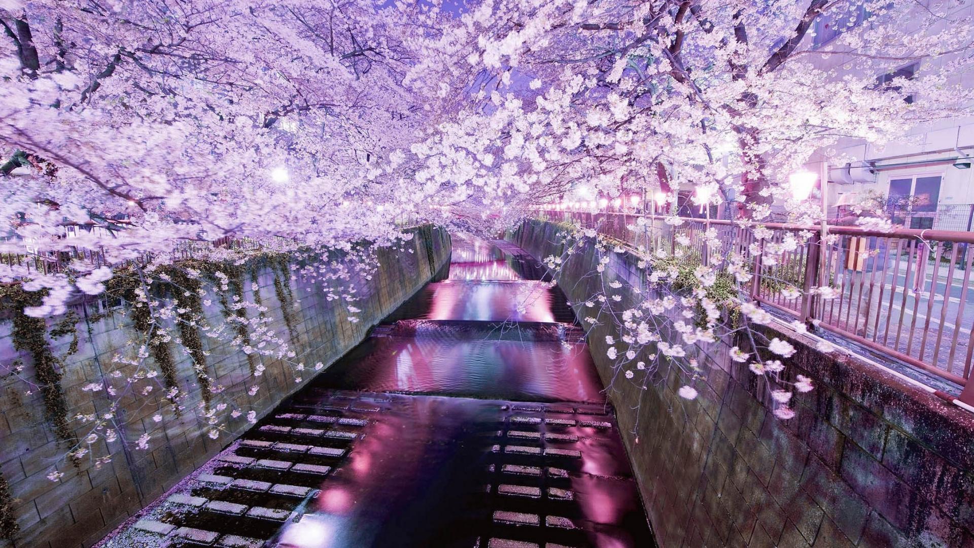 Japanese Cherry Blossom Laptop Wallpapers - Top Free Japanese Cherry