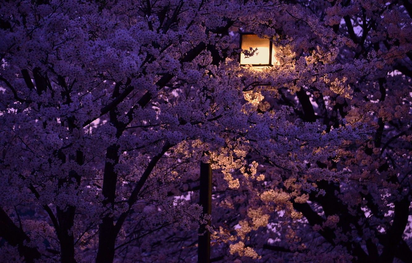 Noche de papel tapiz, linterna, Japón, imágenes de flores de cerezo para escritorio