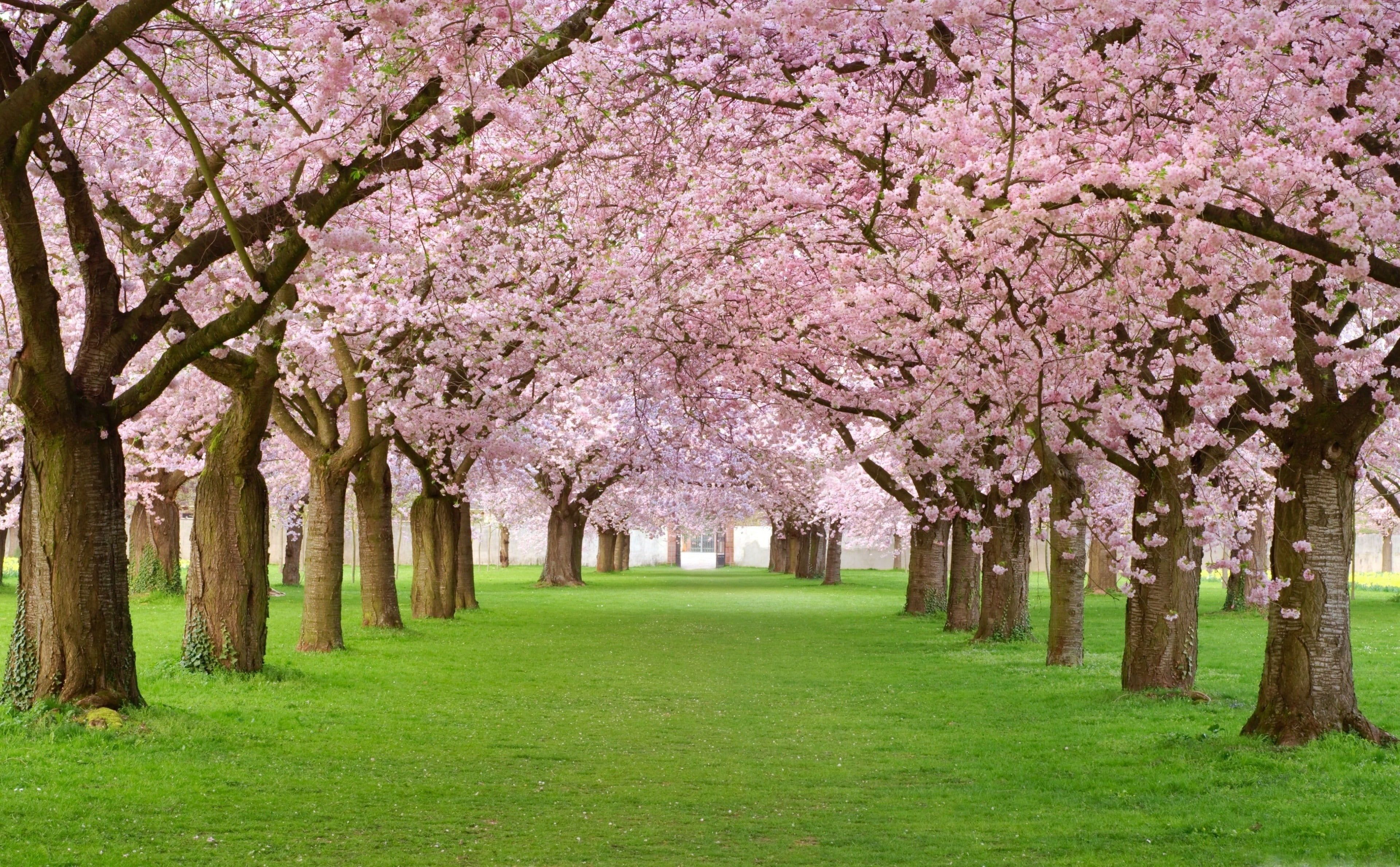 Cherry Blossom, Japan Fondo de pantalla HD | Destello de papel tapiz