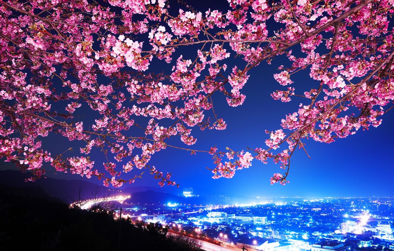 Fondo de pantalla Sakura, Japón, Ciudad nocturna, Shin Mimura, Carretera, Cereza