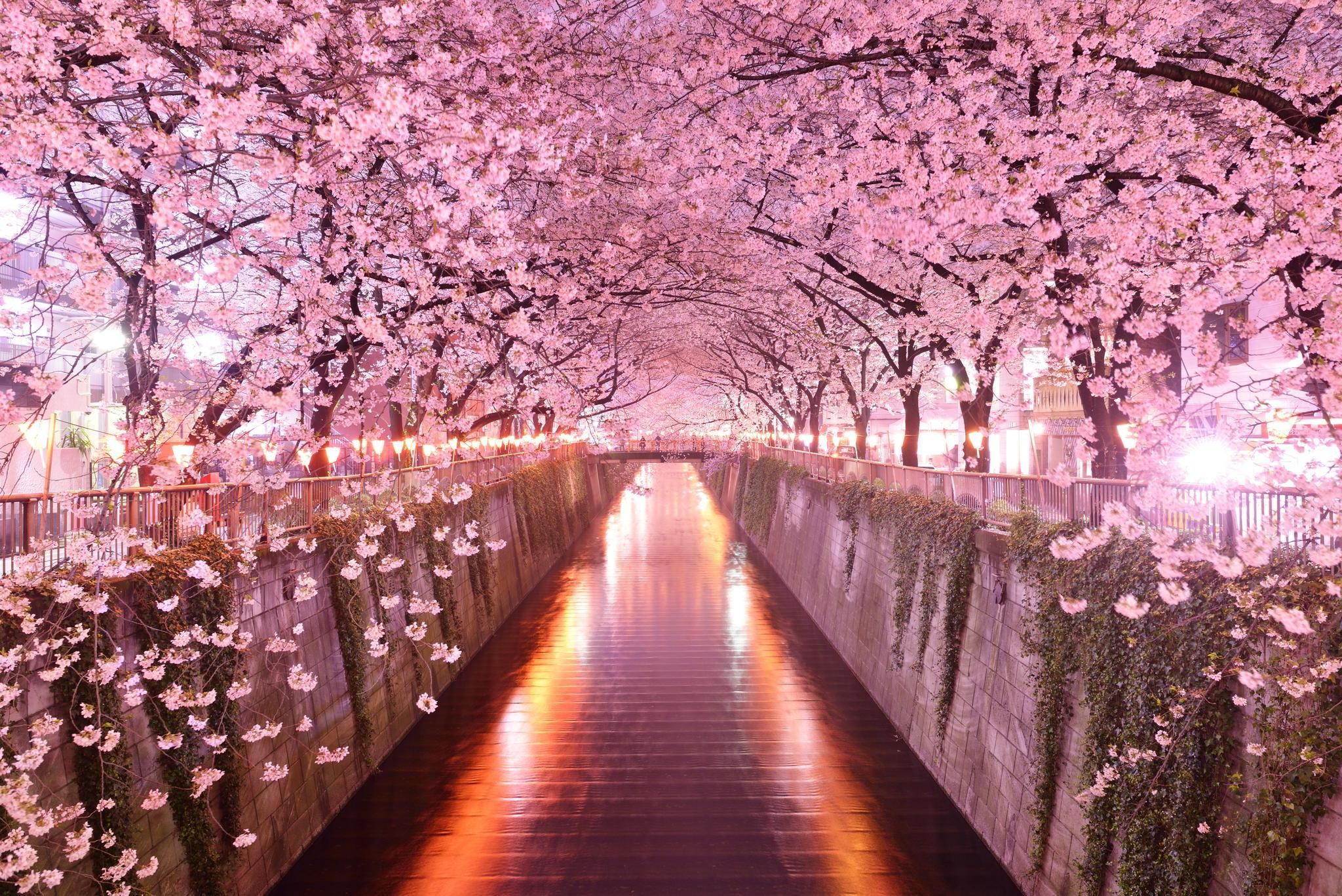 Japón Cherry Blossom Wallpaper (más de 75 imágenes en la Colección) Página 1