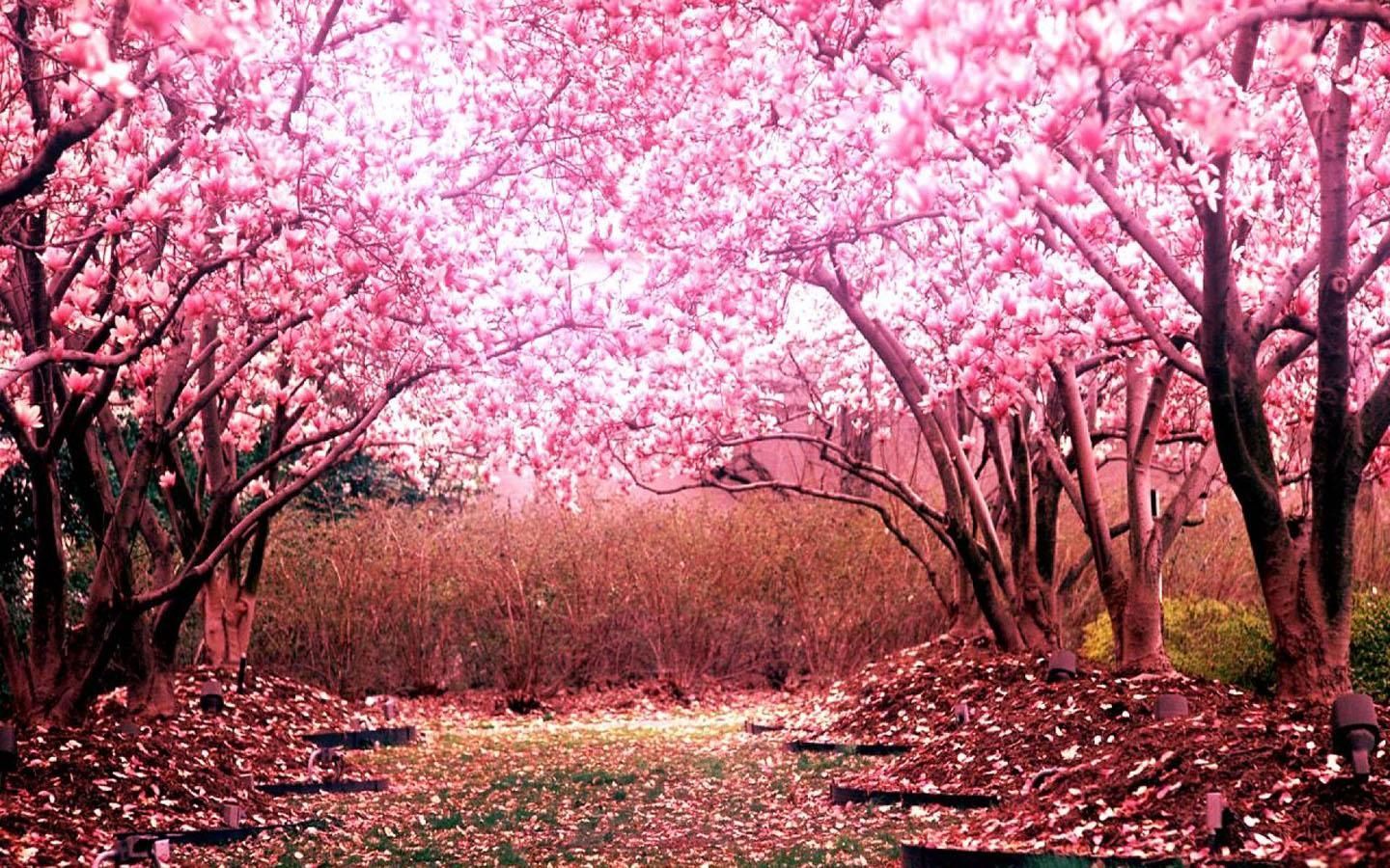 1440900 Fondos de pantalla japoneses de Sakura Japanese Cherry Blossom - HD