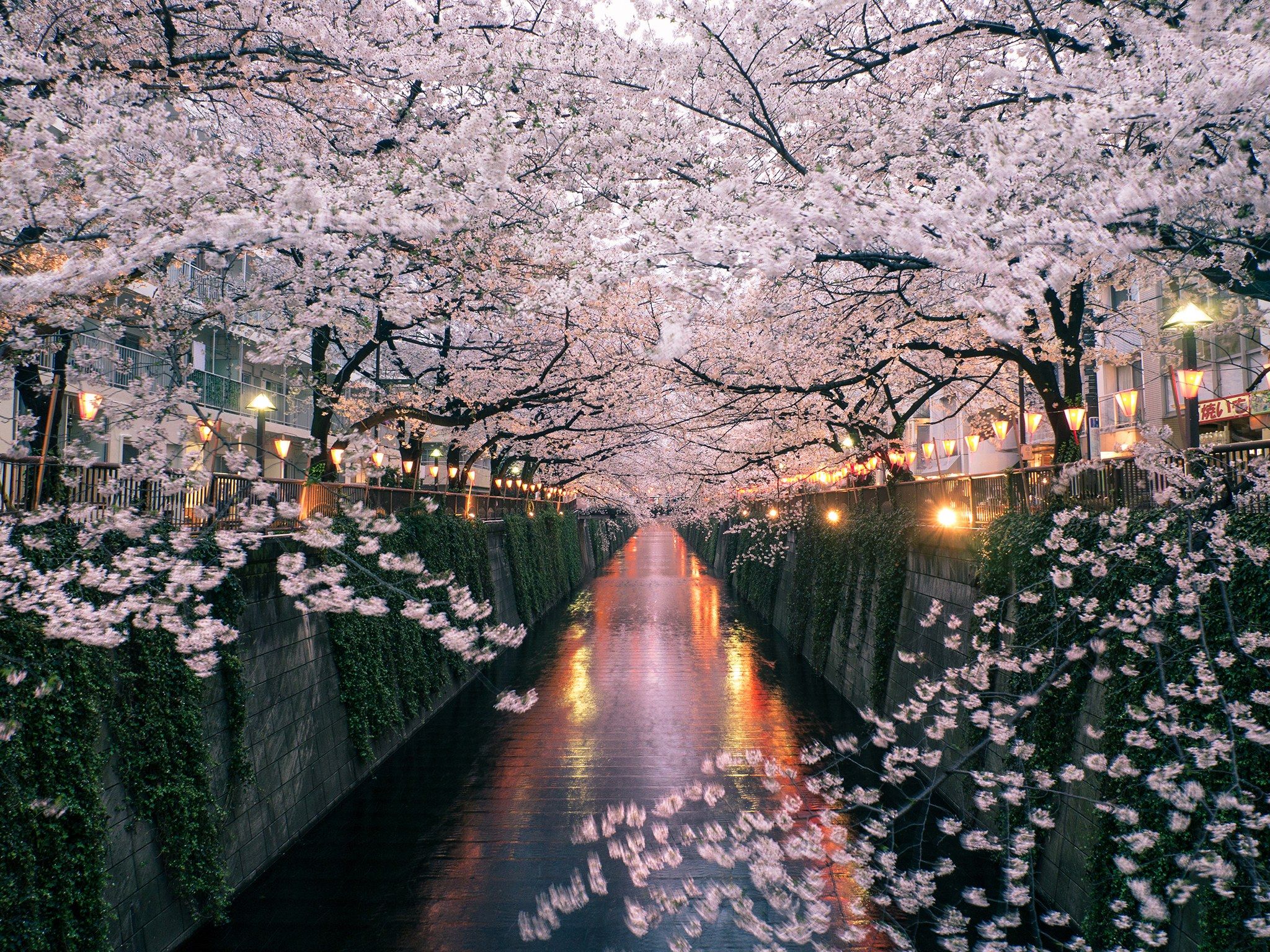 Fondo de pantalla del cerezo japones 2048x1536