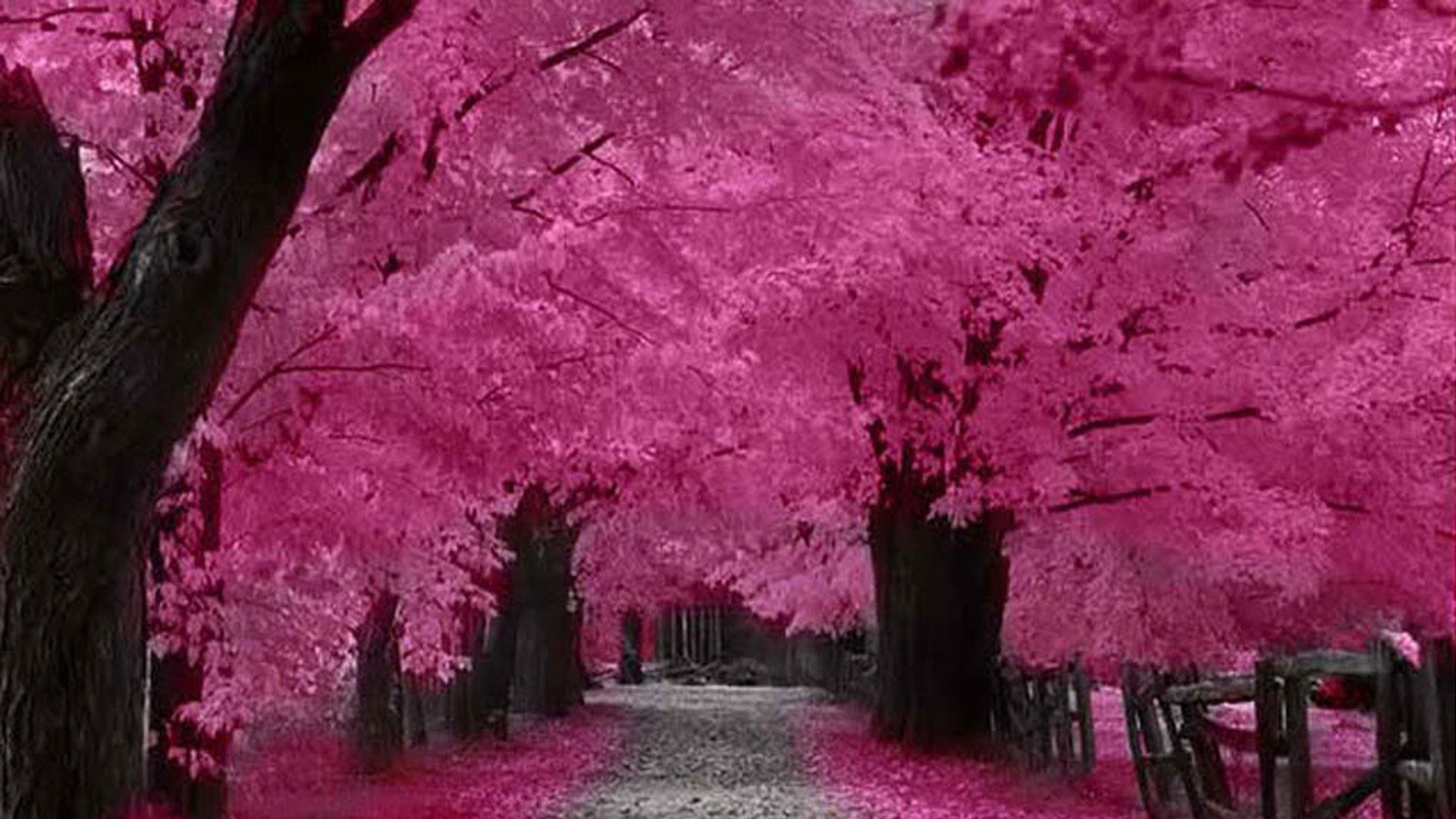 Fondo de pantalla de flor de cerezo japonés 1920x1080 (59+ imágenes)