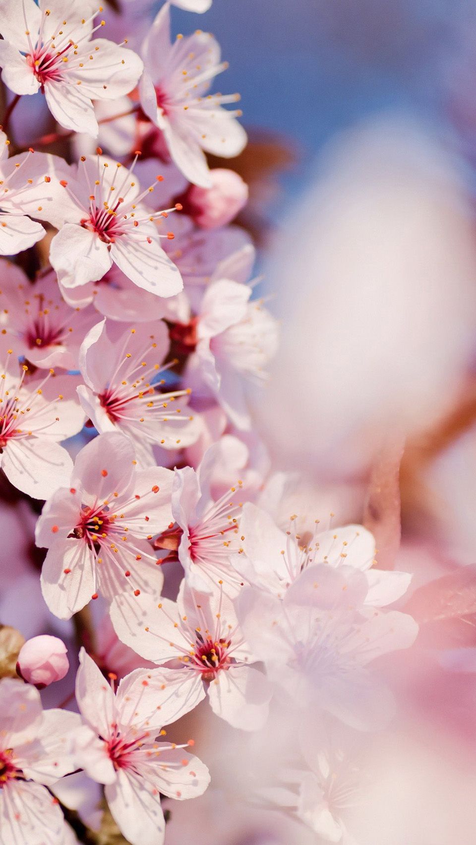Teléfono japonés Cherry Blossom (# 846042) - Descargar fondo de pantalla HD