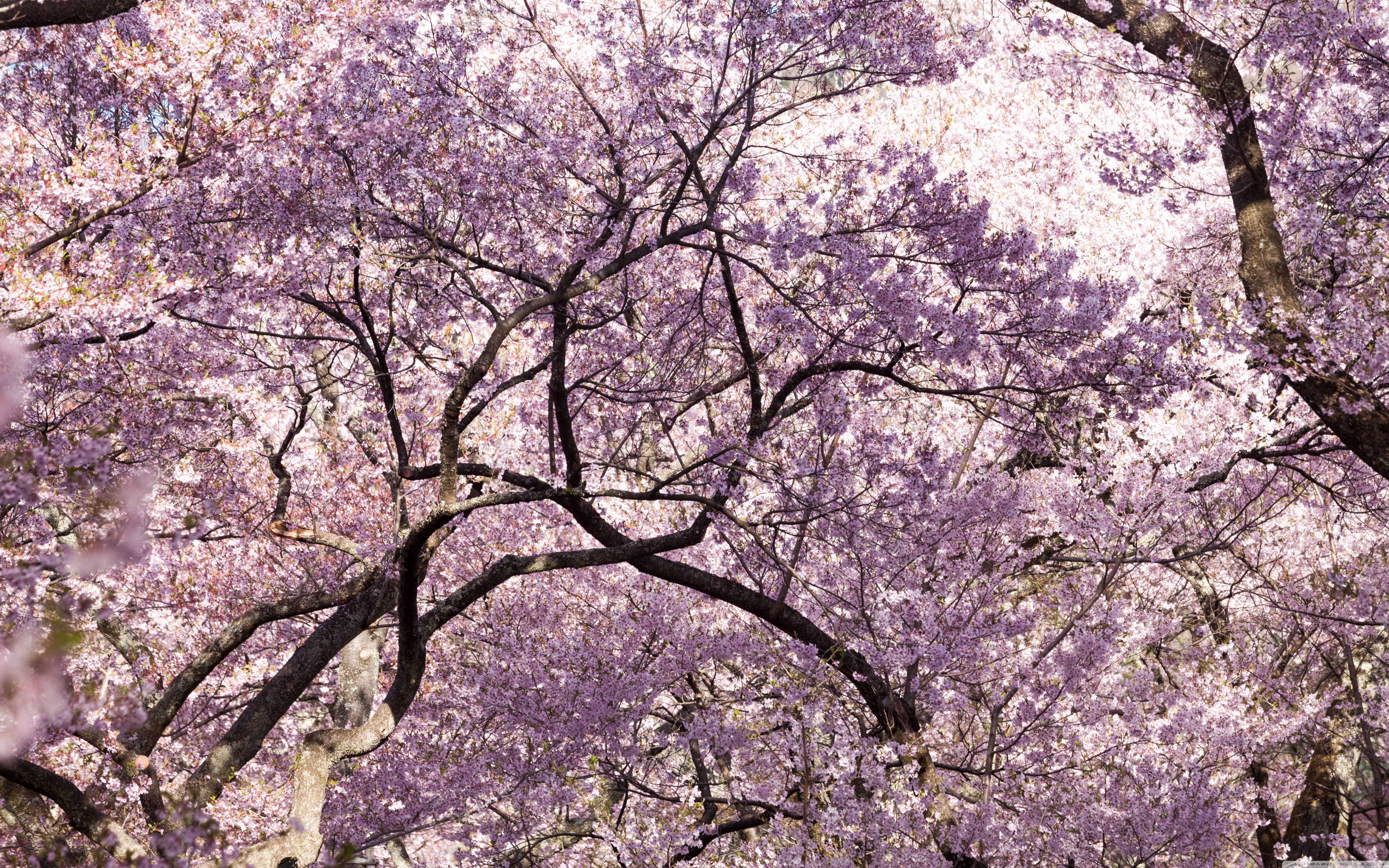 5120x3200 Pink Cherry Blossom Tree Japan ❤ 4K HD Desktop Wallpaper