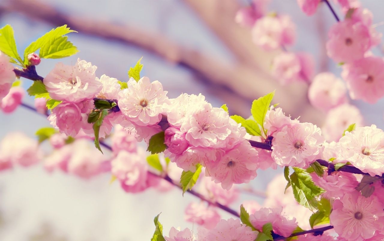 Japanese Cherry Blossom fondos de pantalla | Flor de cerezo japonés stock