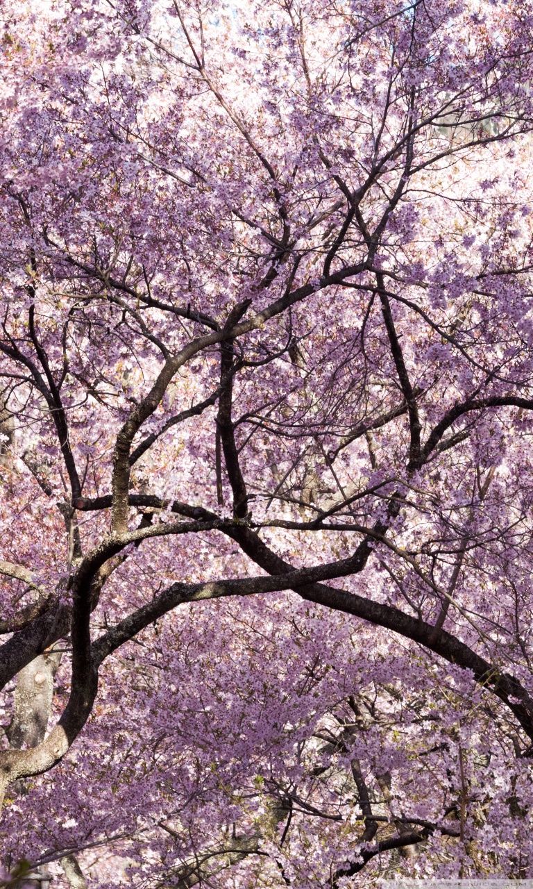 Papel pintado japonés de la flor de cerezo | Encuentra fondos de pantalla