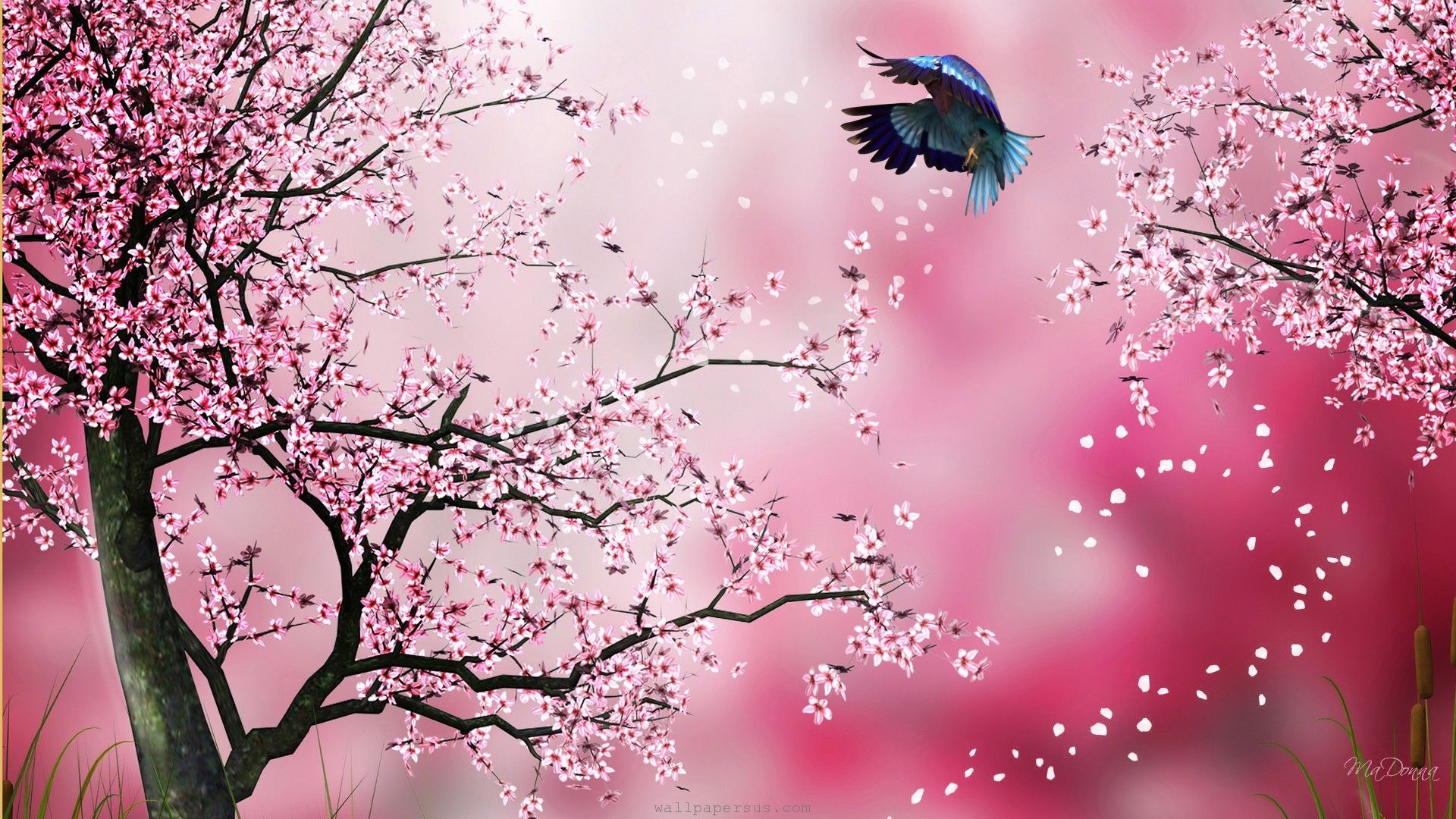 Fondo de pantalla de flor de cerezo japonés - Entrega de flores el mismo día