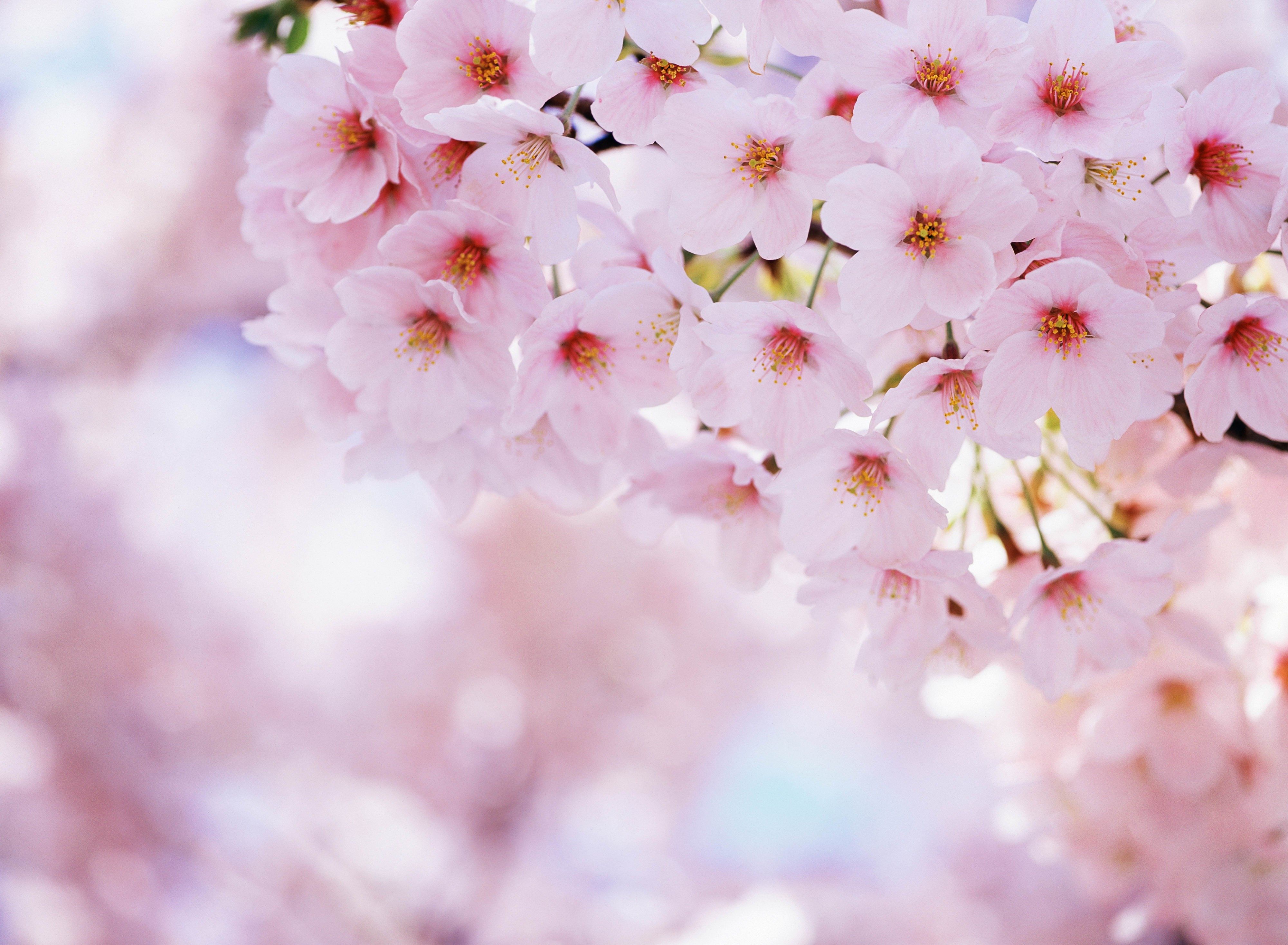 fondos de pantalla y fondos de pantalla de flor de cerezo japonés