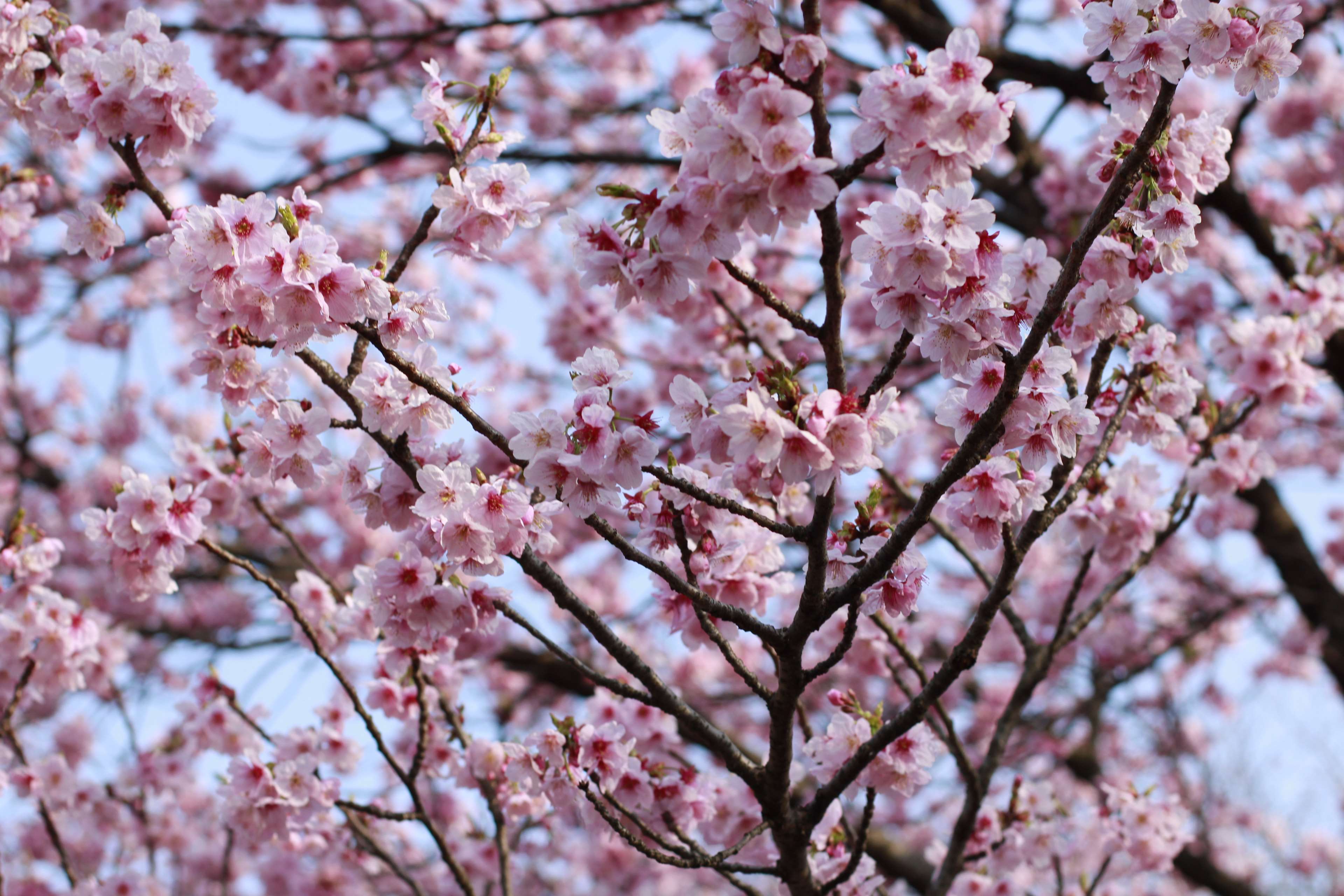 3063187 hermosas flores, flor de cerezo, japón, fondo de pantalla rosa 4k
