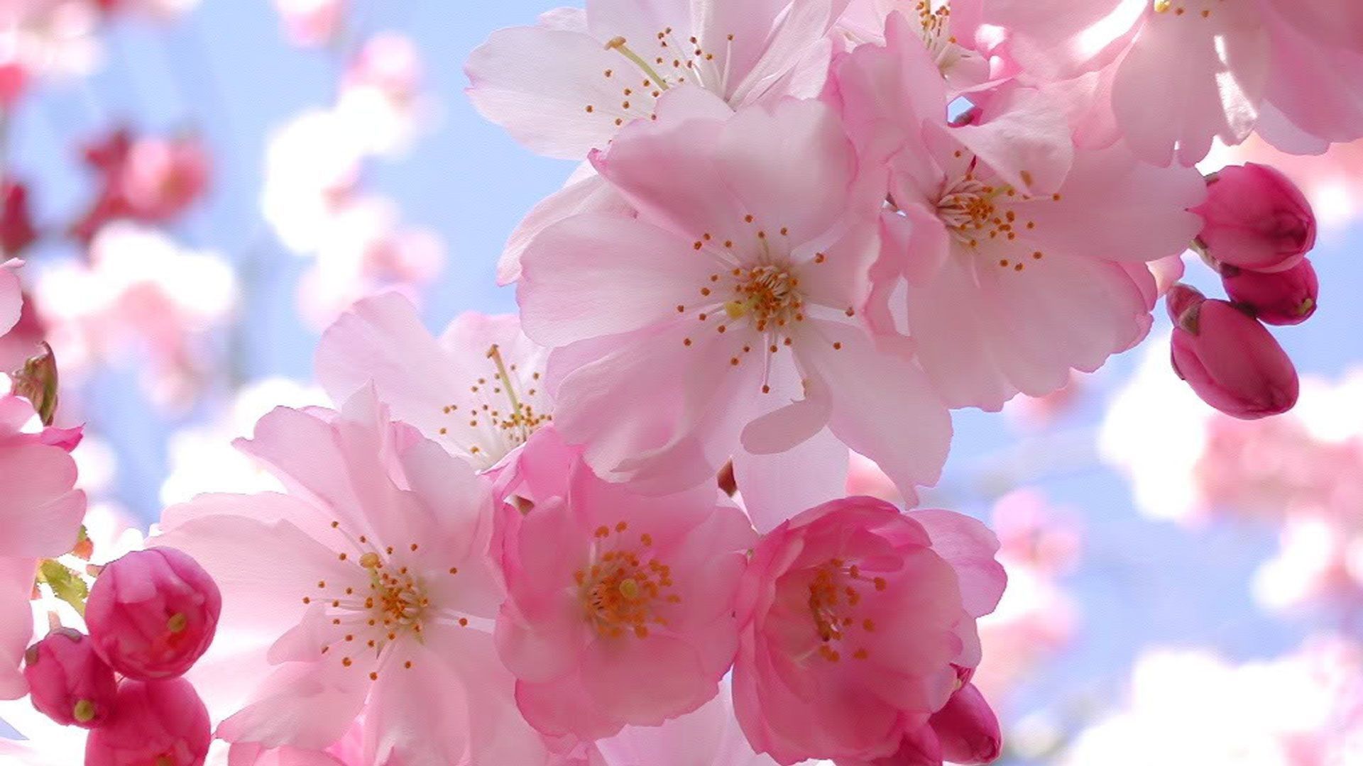 Fondo de pantalla japonés Cherry Blossom (más de 29 imágenes)