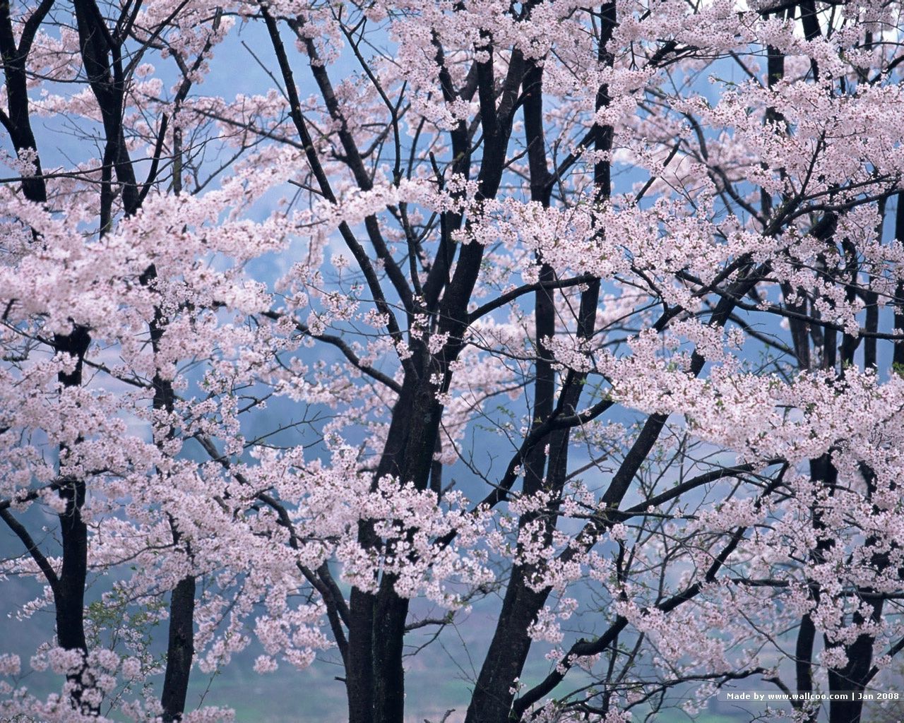 1280x1024 Fotos japonesas de Sakura - Flor de cerezo japonesa