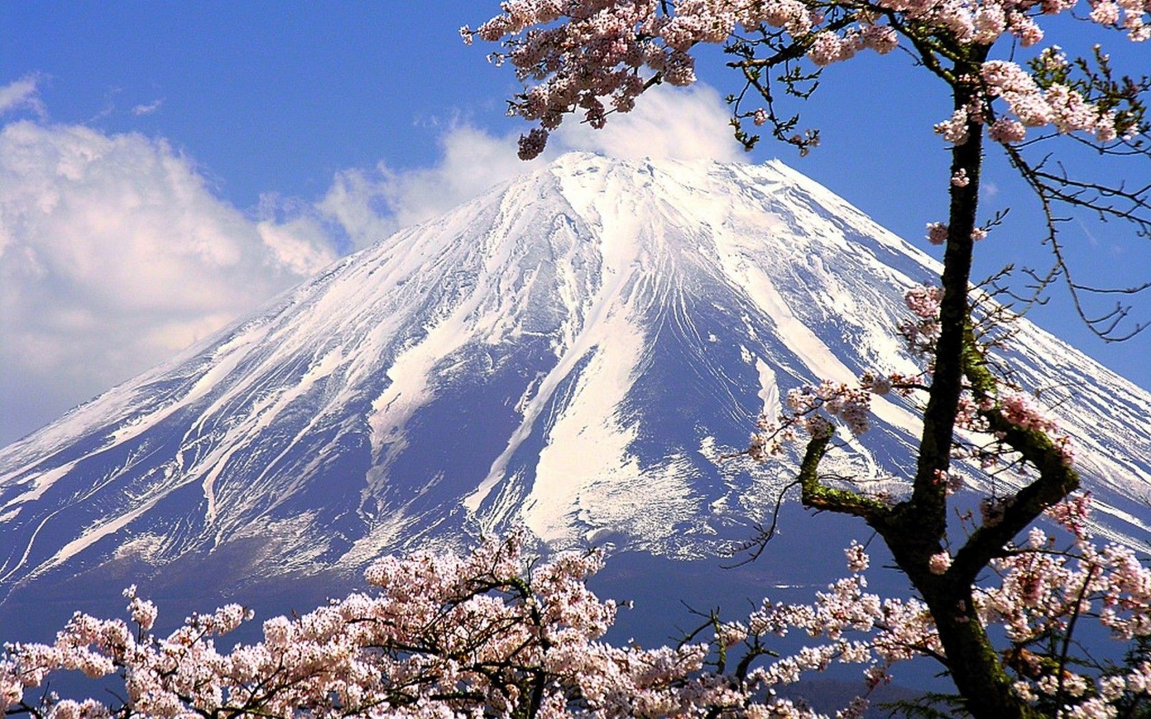 Monte Fuji Rodeado de flores de cerezo, Japón fondo de pantalla panorámica