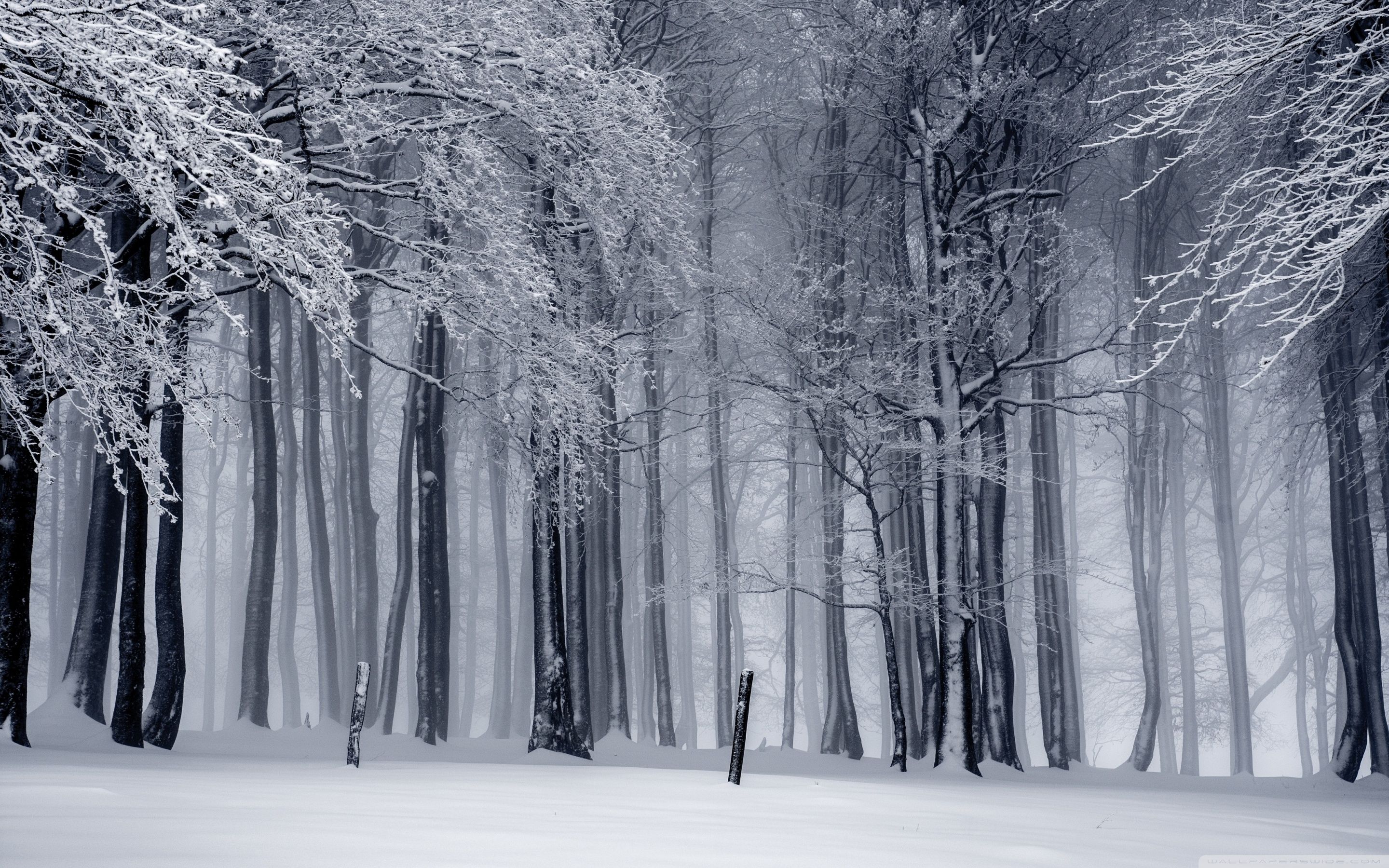 Fondos de bosque de invierno - Los mejores fondos de bosque de invierno gratis