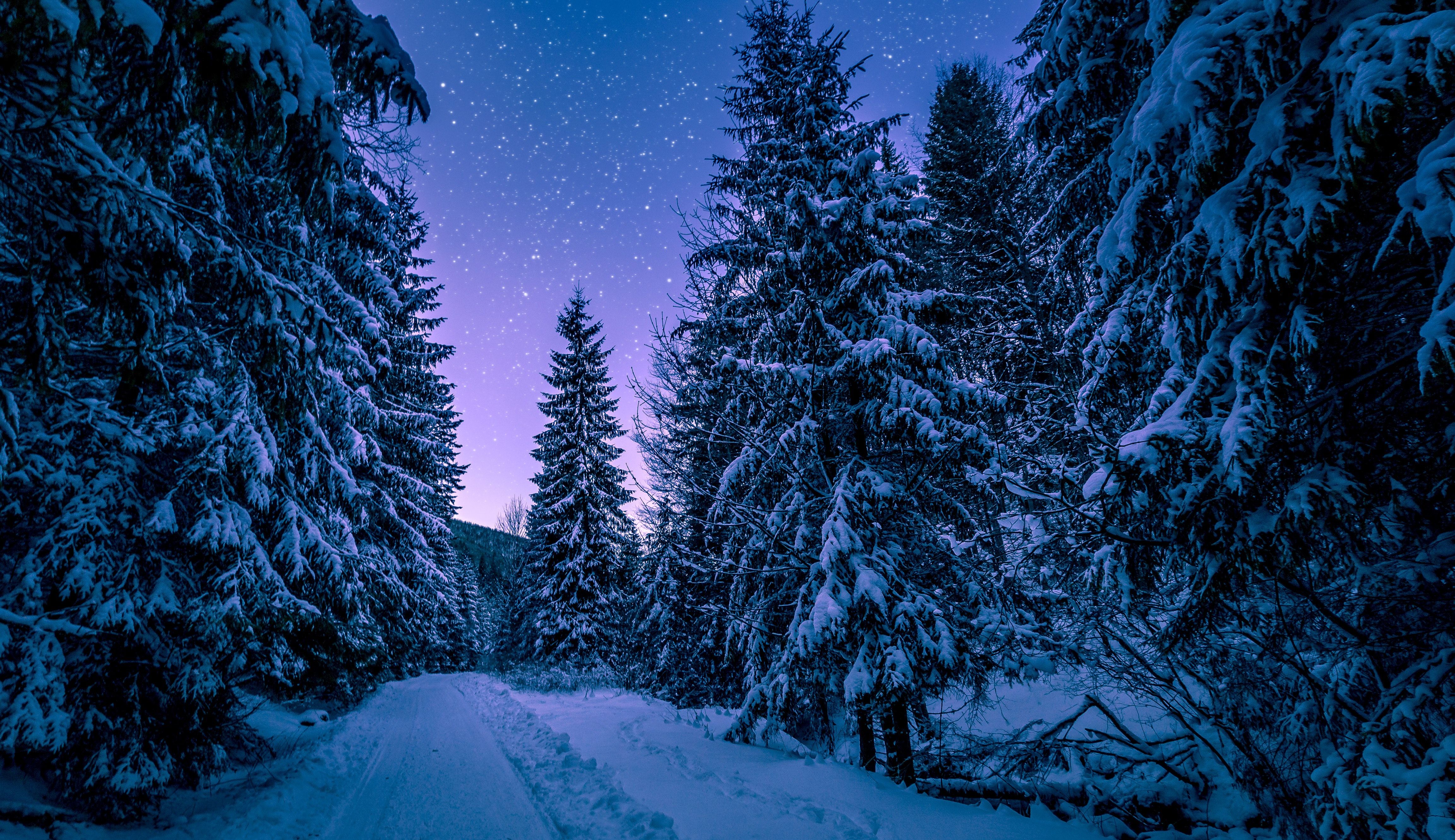 Fotografía de árboles cubiertos de nieve · Foto de archivo