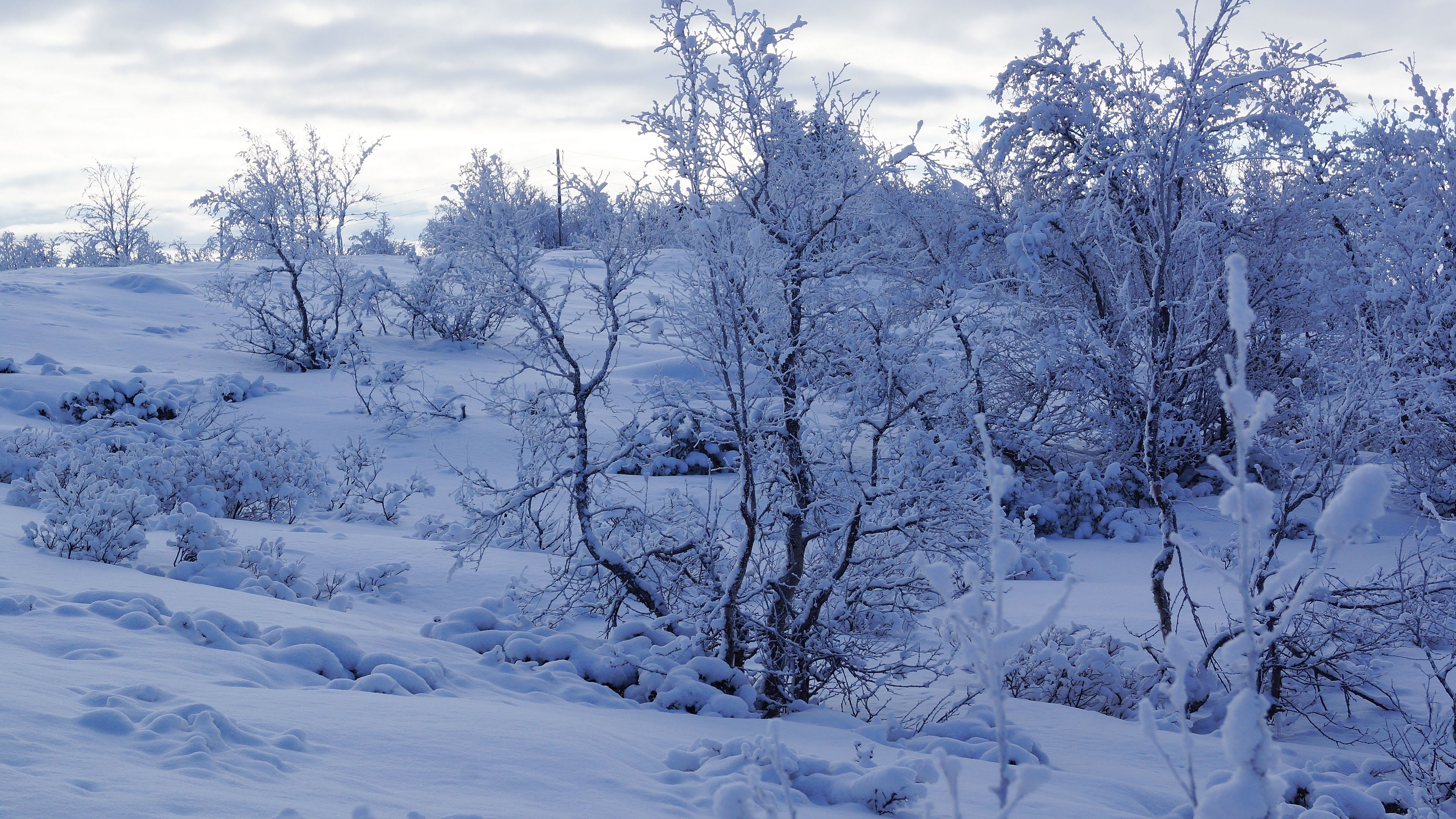 Descargar fondo de pantalla 3840x2160 árboles, nieve, invierno, nevado 4k uhd 16: 9