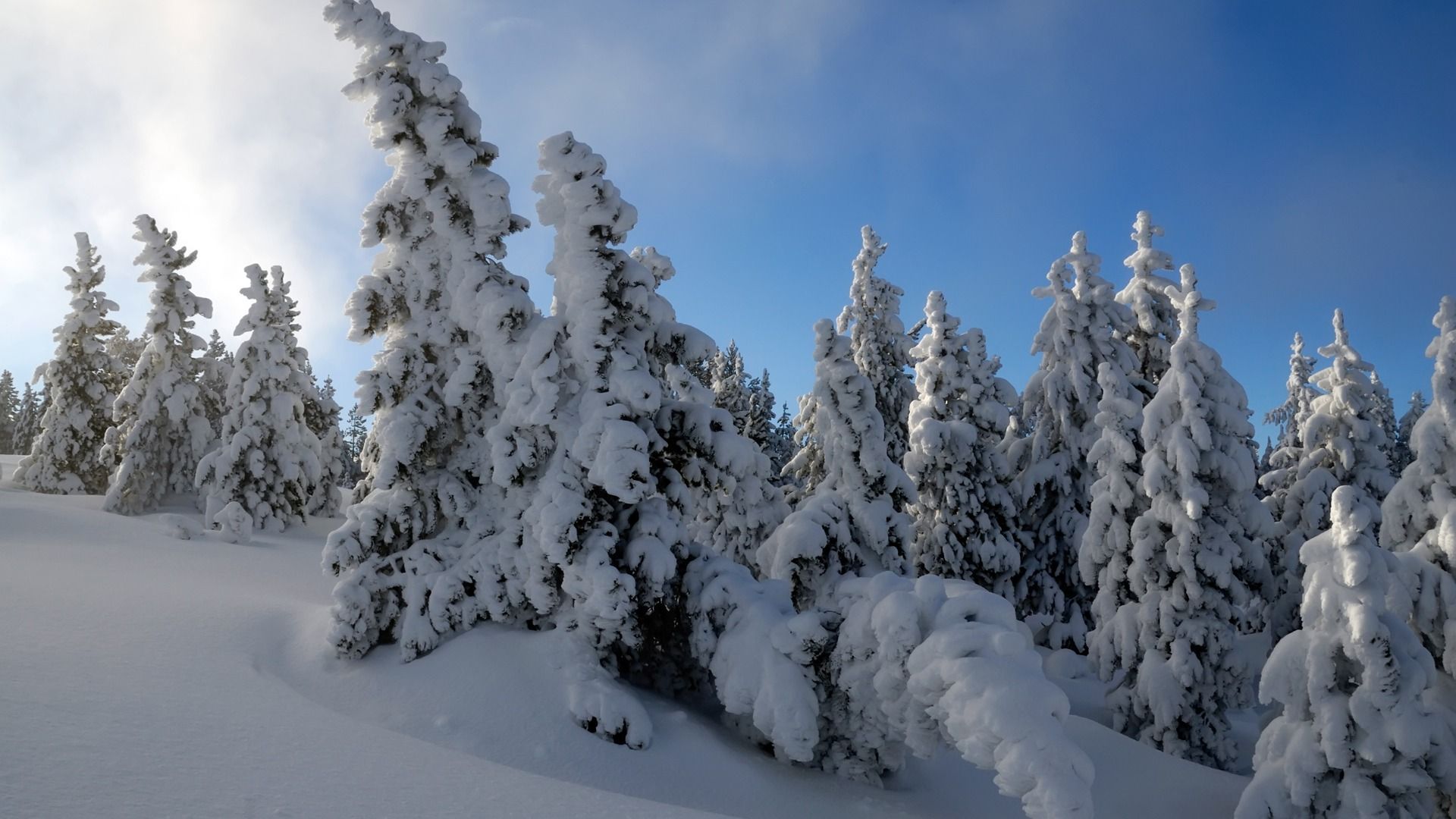Snow Trees Wallpaper Winter Nature Wallpapers en formato jpg gratis
