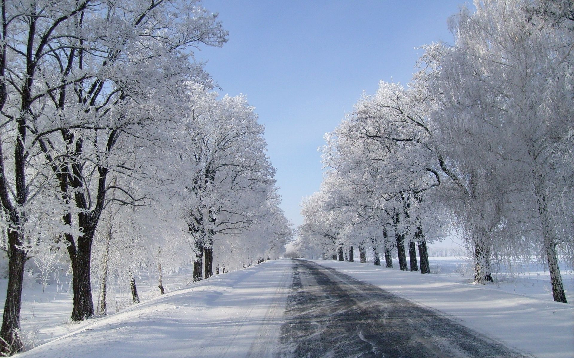 Winter Trees Road Fields Nevado fondos de pantalla | Árboles de invierno Carreteras