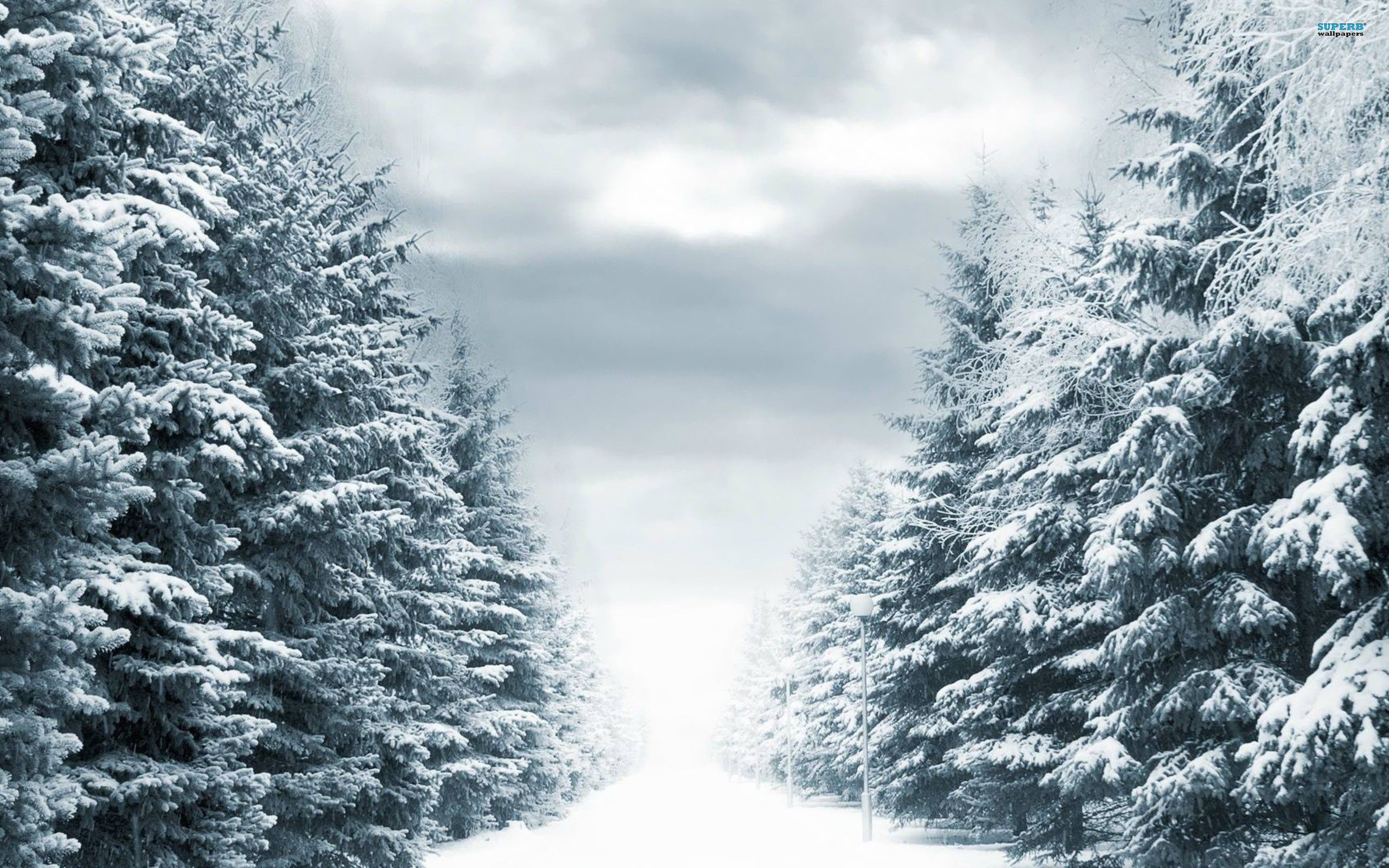 nieve, bosque, camino, Nevado :: Fondos de pantalla