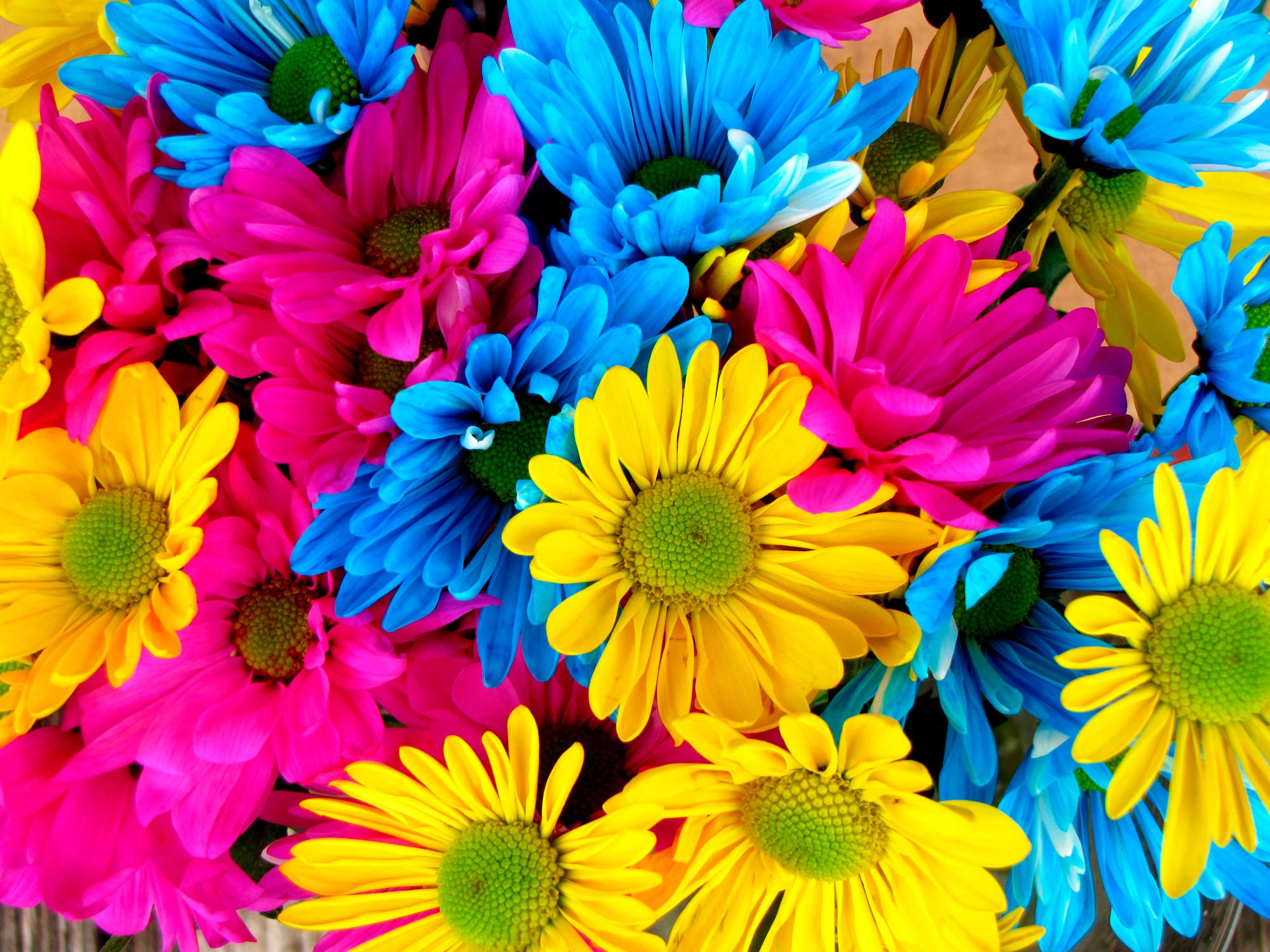 Fondos de pantalla de flores de colores - FondosMil