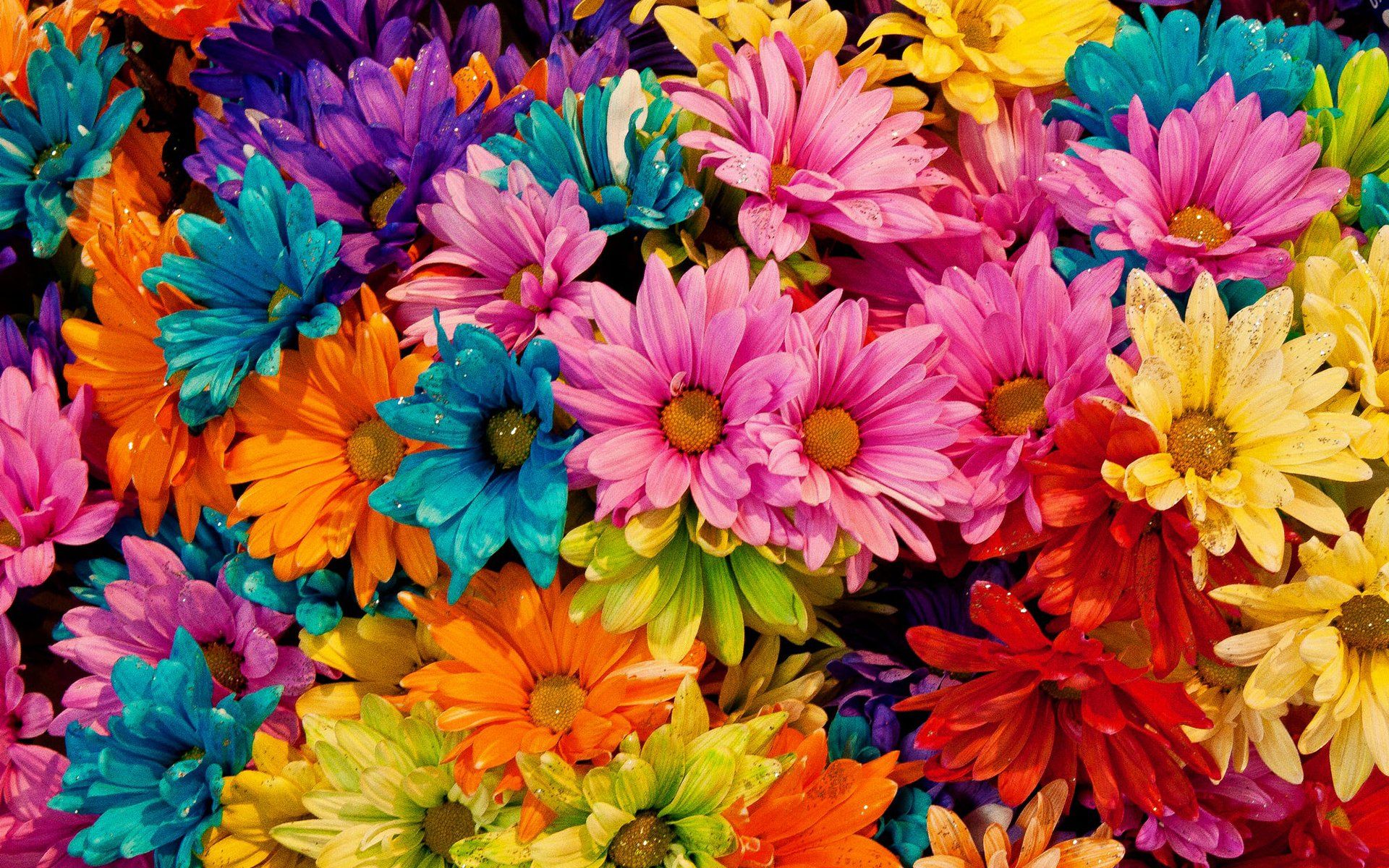 Fondos de pantalla de flores de colores - FondosMil