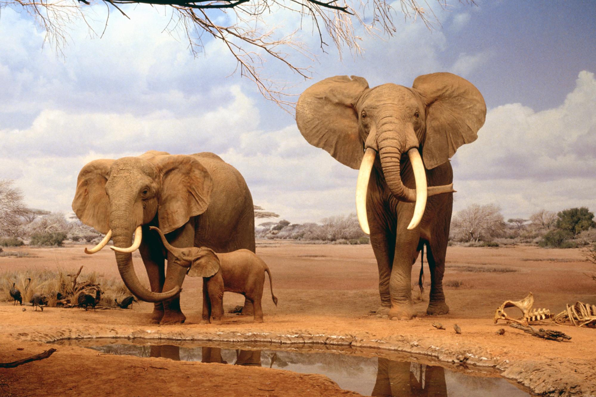 africa wallpaper elephants - Fondos de pantalla HD | 4k HD