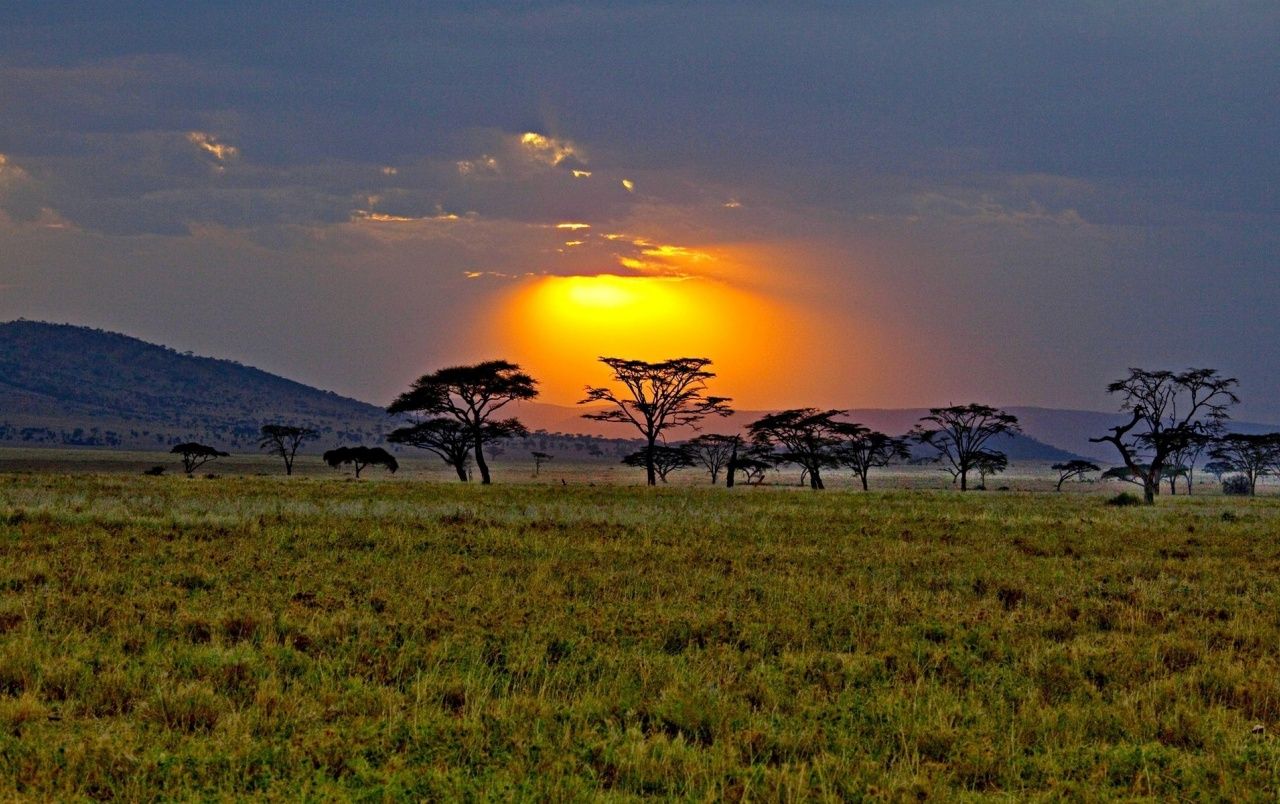 Sunset Trees Gras Field África fondos de pantalla | Puesta de sol árboles Gras Field