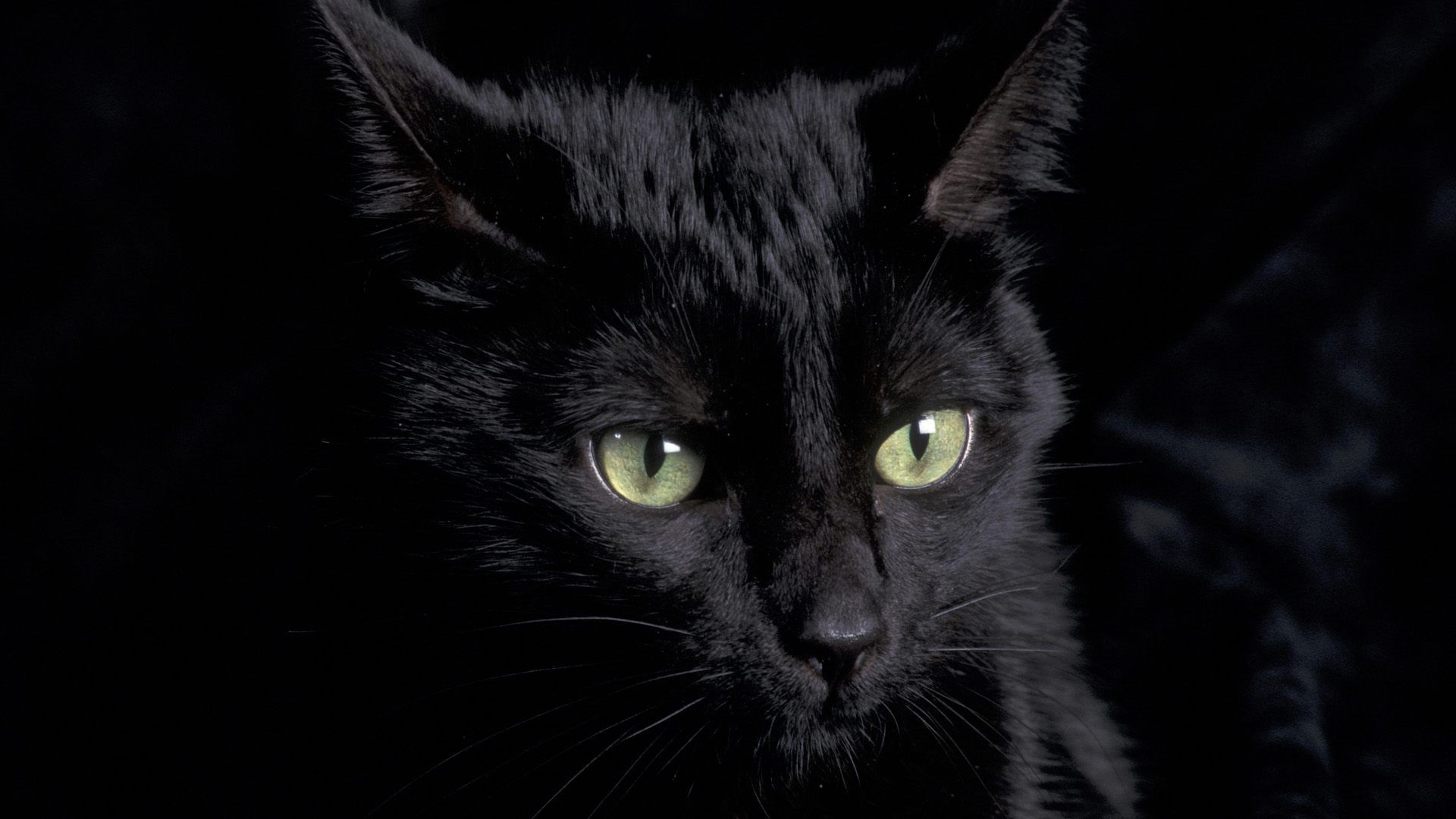 Fondos de pantalla de gatos negros - FondosMil