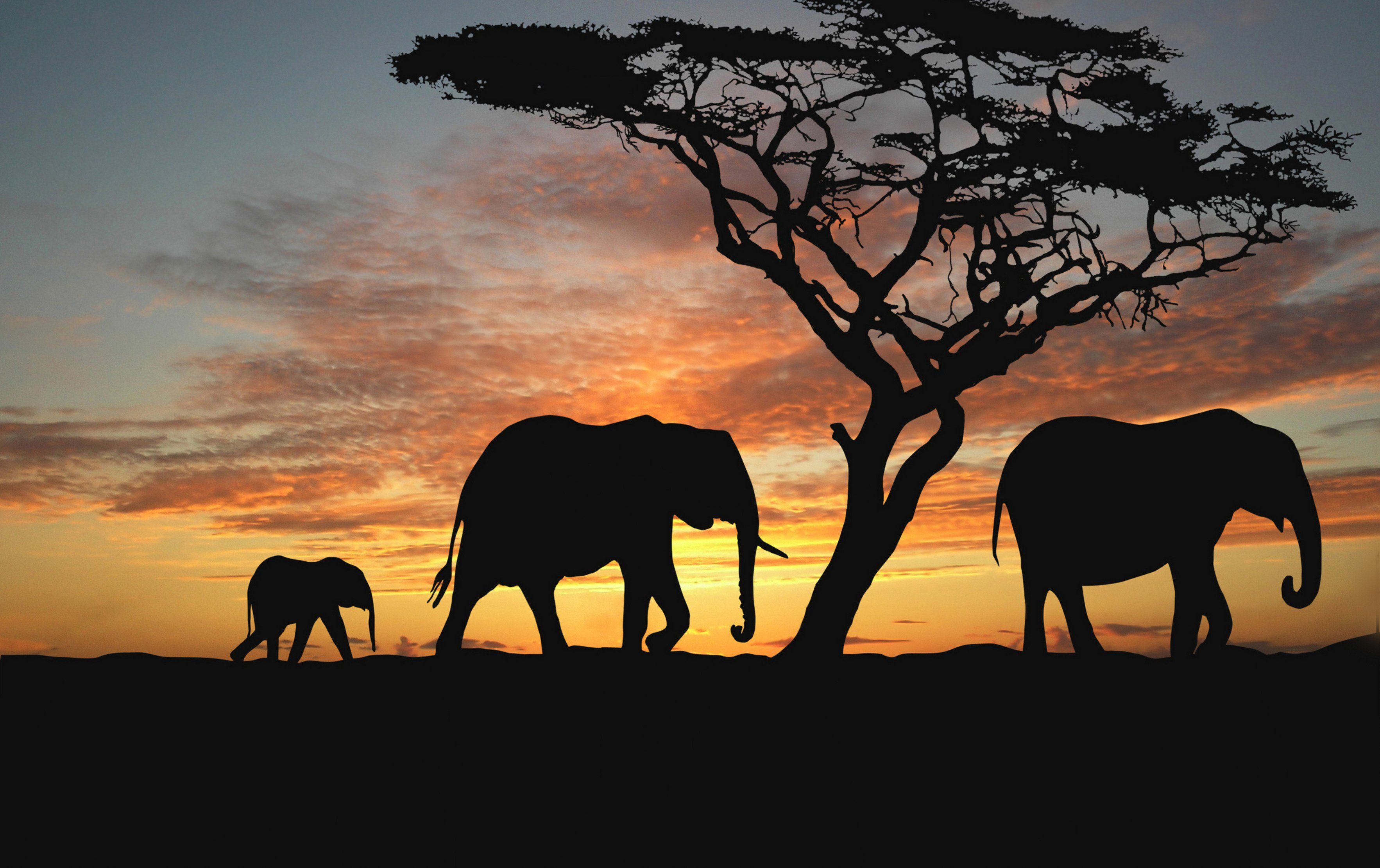 puesta de sol, África, elefantes, naturaleza, animales, fondos de pantalla, noche