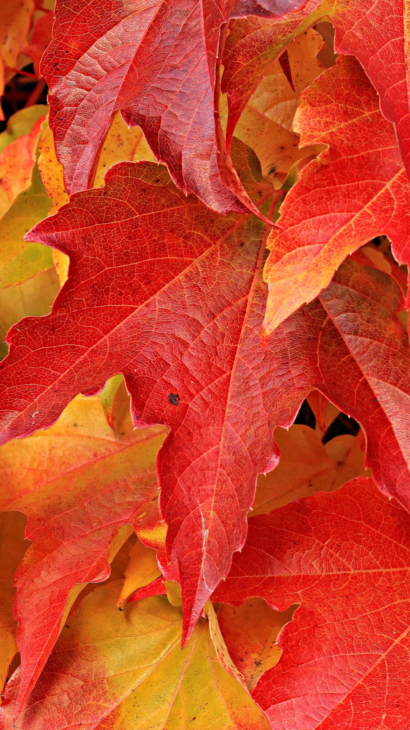 Red Maple Leaves Wallpaper - Fondos de iPhone, Android y de escritorio