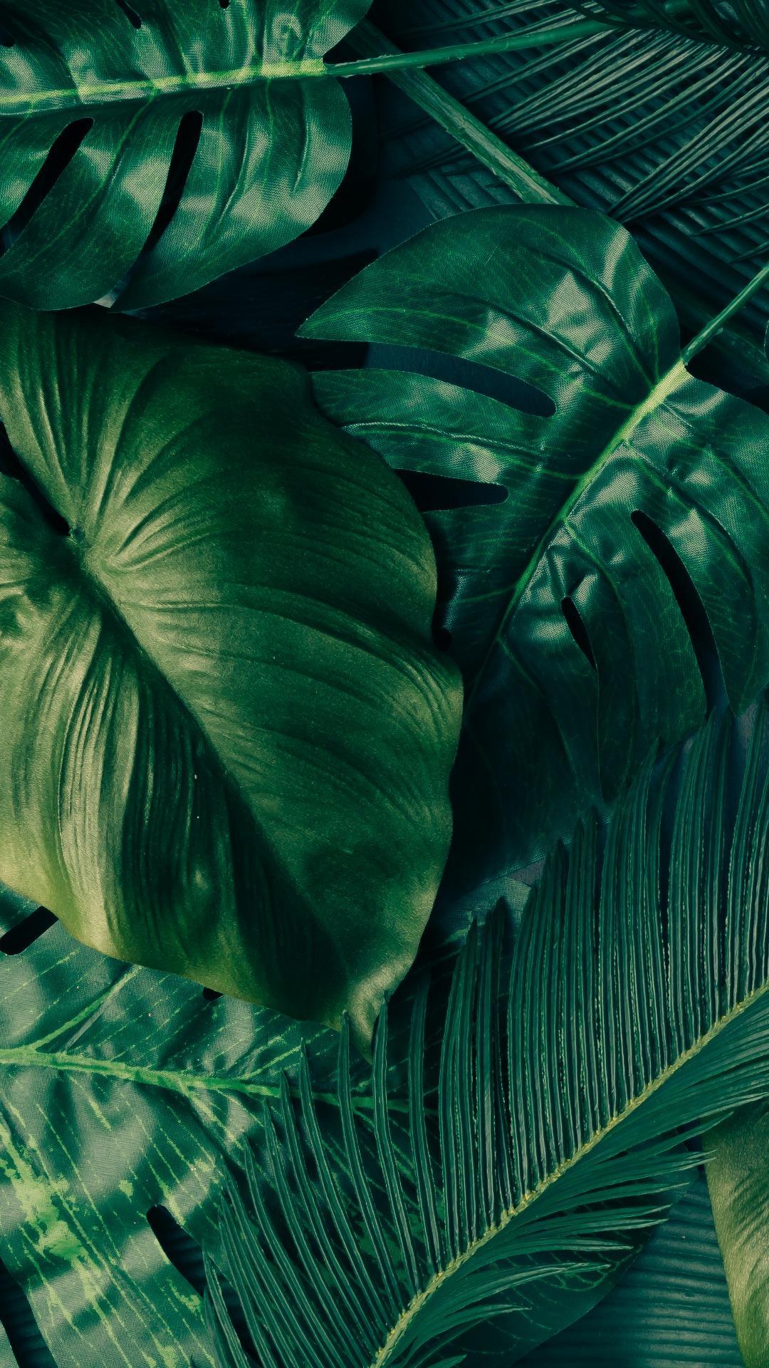 Tropical Palm Leaves Wallpapers para Android - APK Descargar